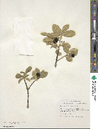 Frangula californica subsp. occidentalis image