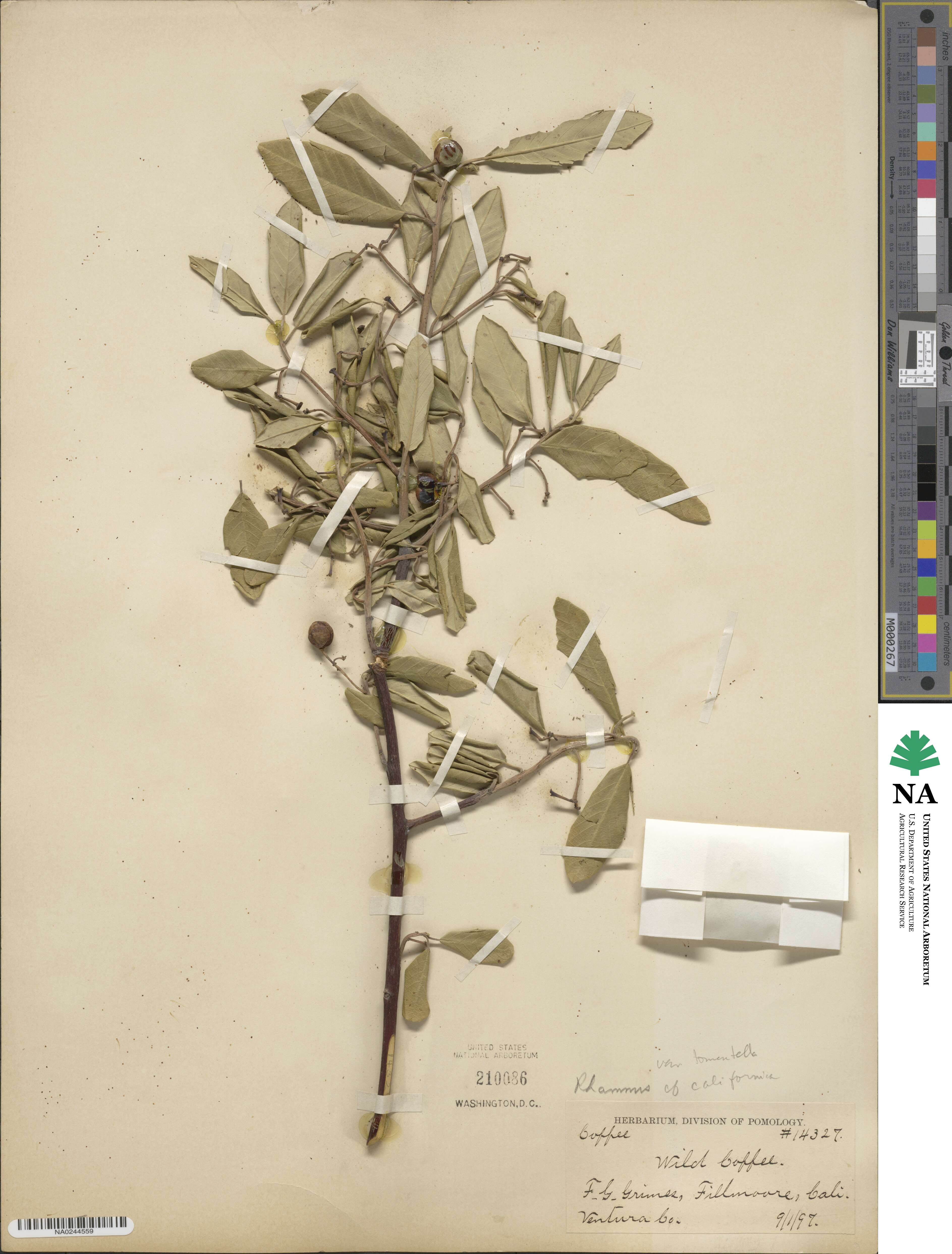 Frangula californica subsp. tomentella image