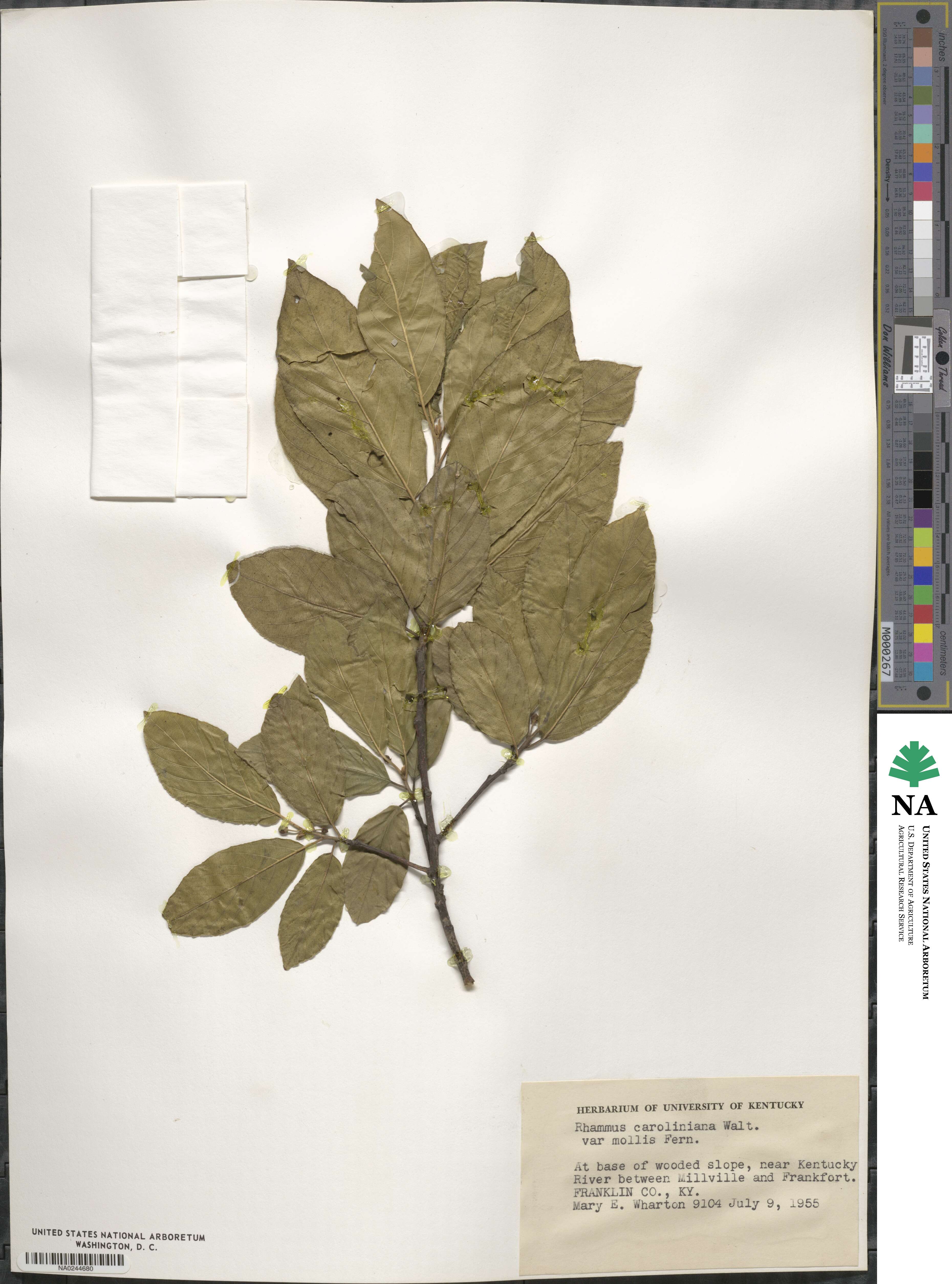 Frangula caroliniana image