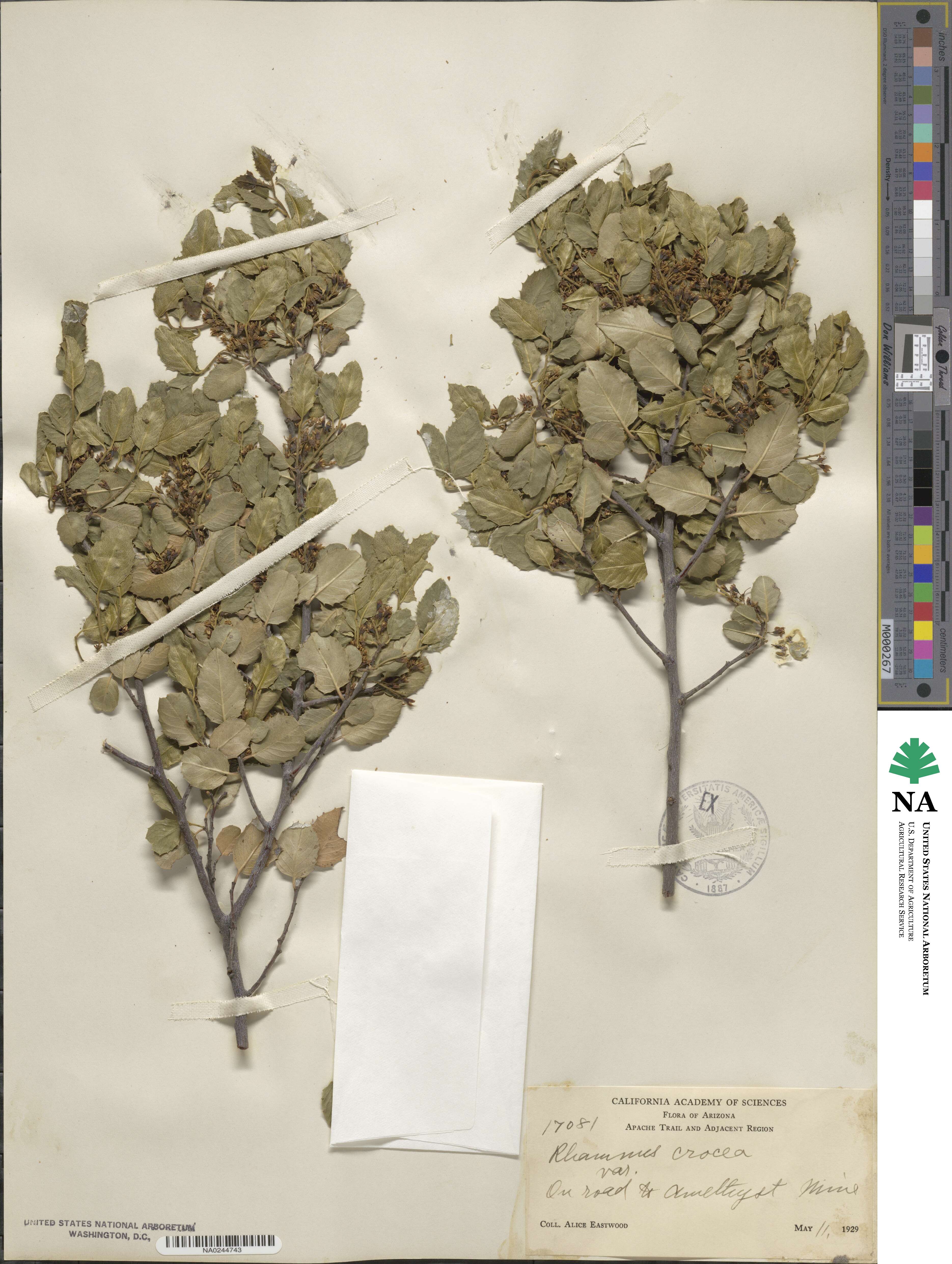 Endotropis crocea subsp. crocea image