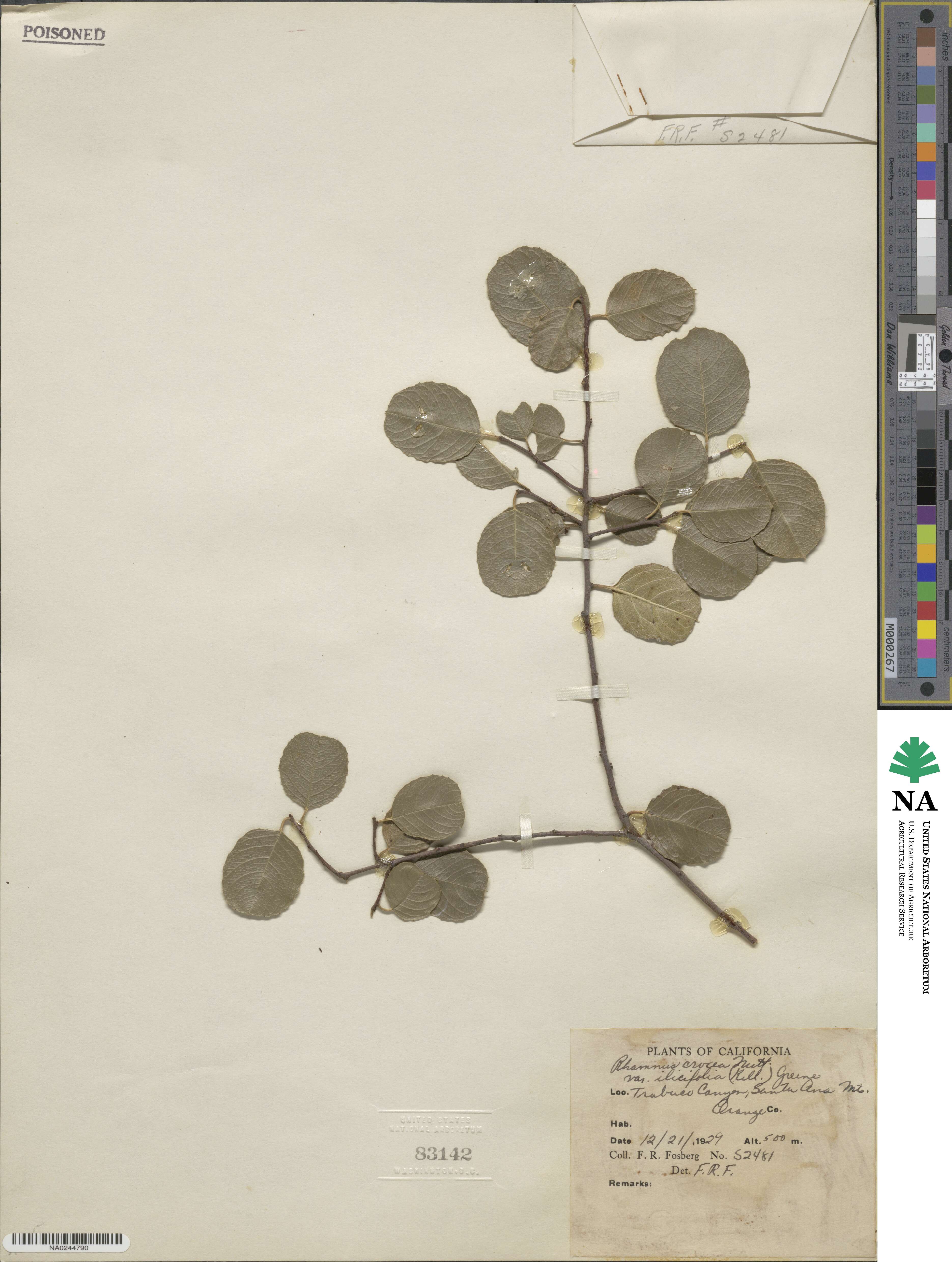 Endotropis crocea subsp. ilicifolia image