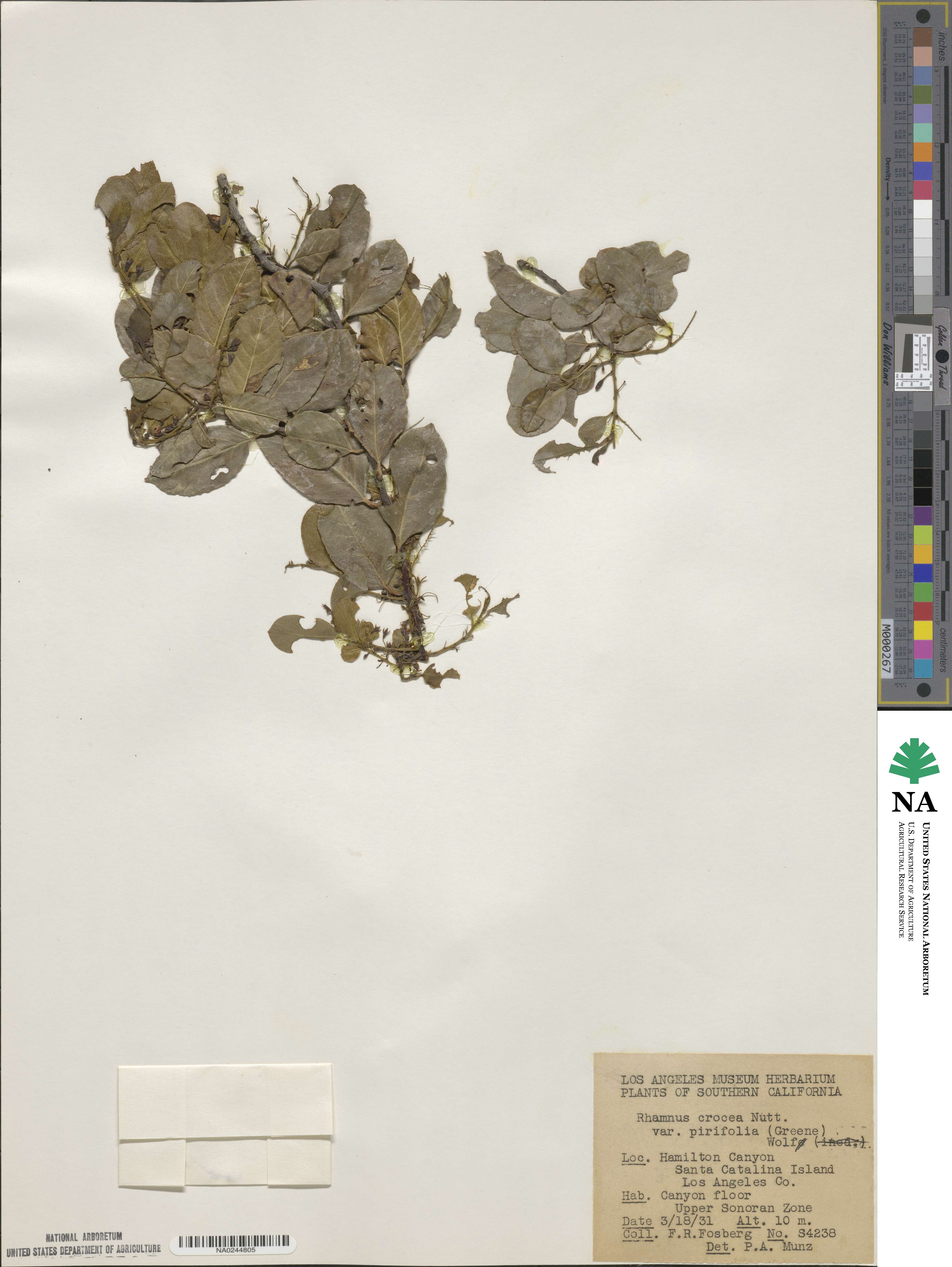 Endotropis crocea subsp. pirifolia image