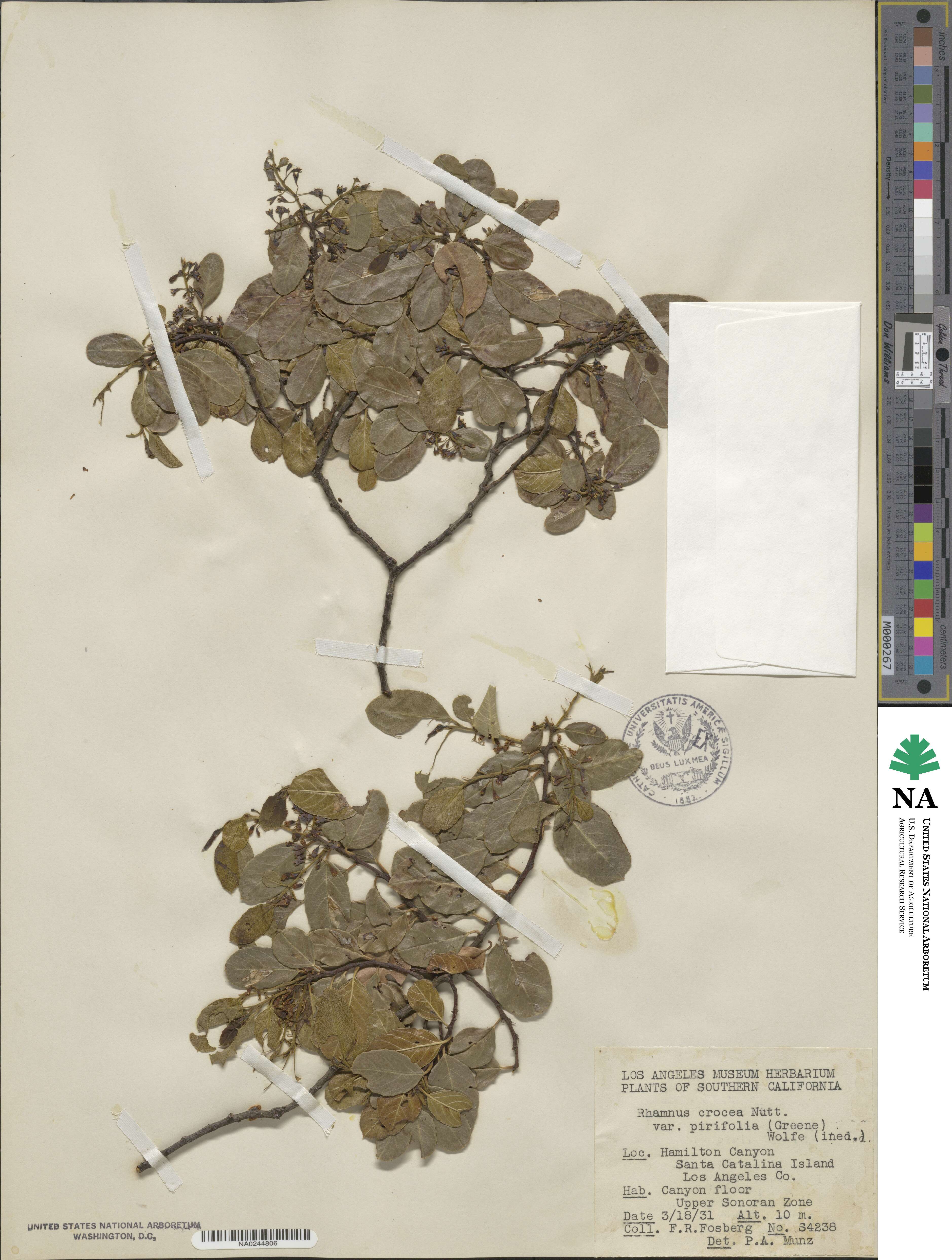 Endotropis crocea image