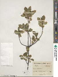 Frangula alnus subsp. alnus image
