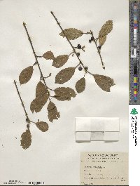 Frangula alnus subsp. alnus image