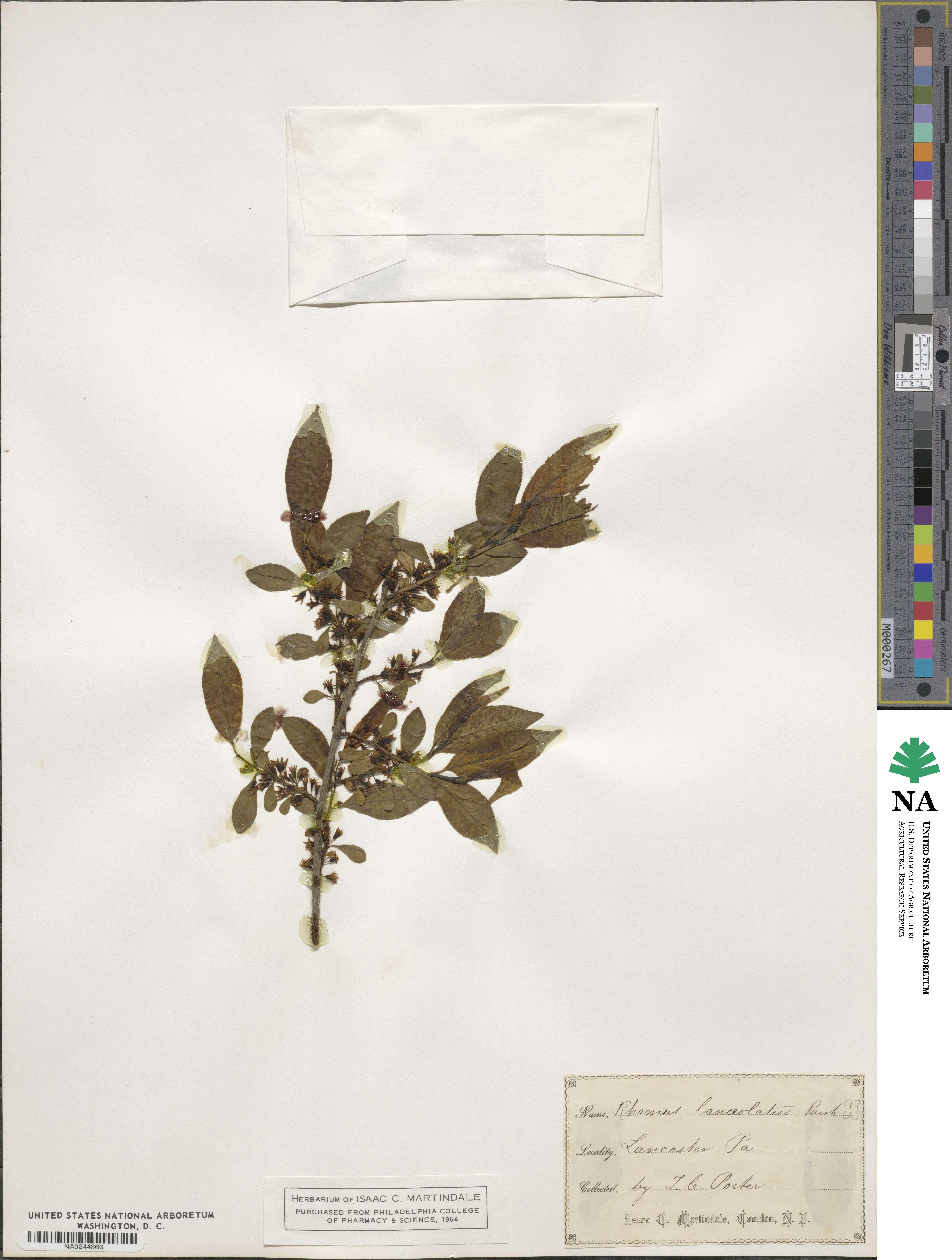 Endotropis lanceolata subsp. lanceolata image