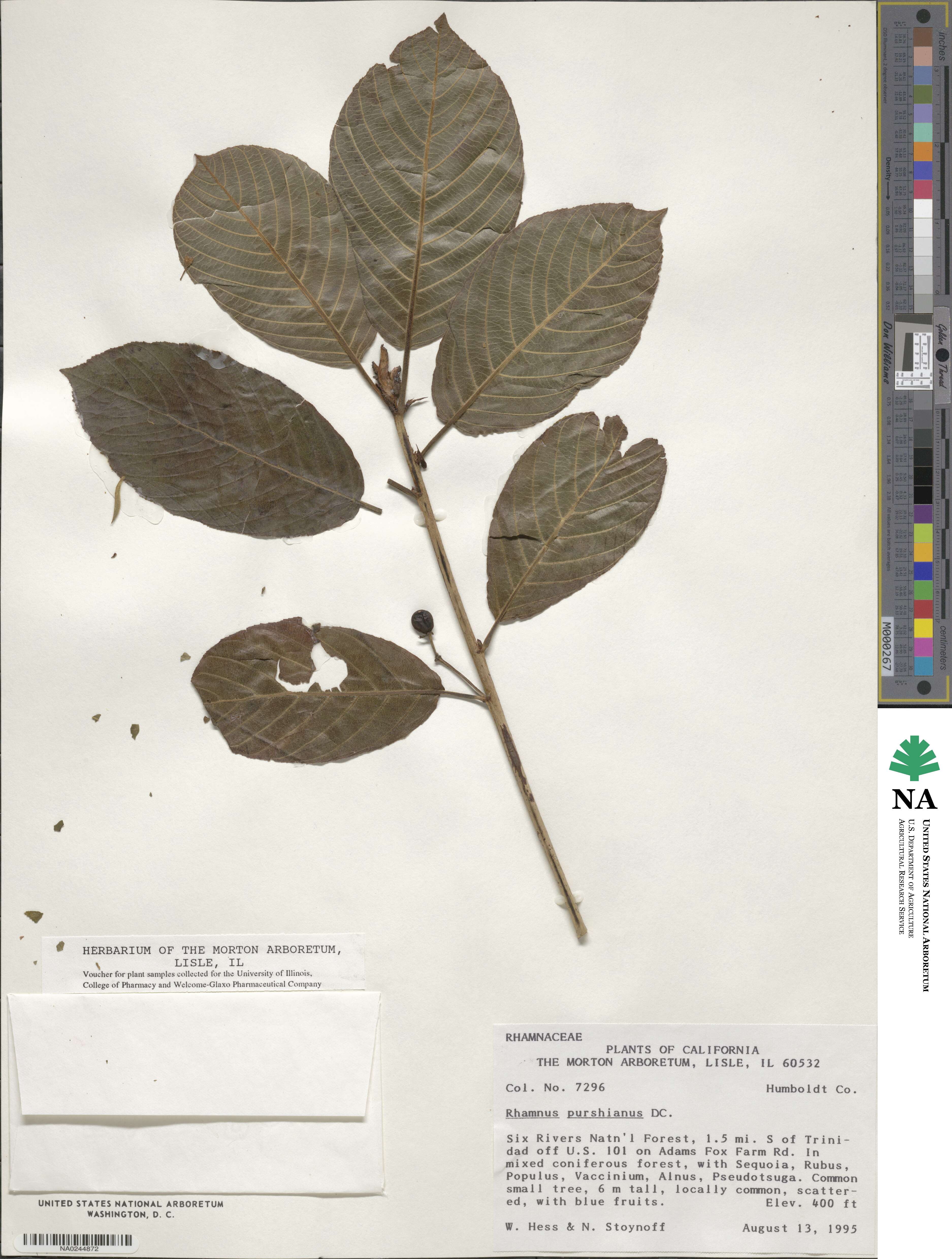 Frangula purshiana subsp. purshiana image