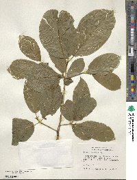 Frangula purshiana image