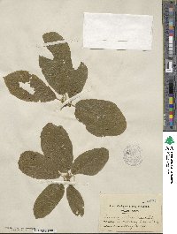Frangula purshiana image