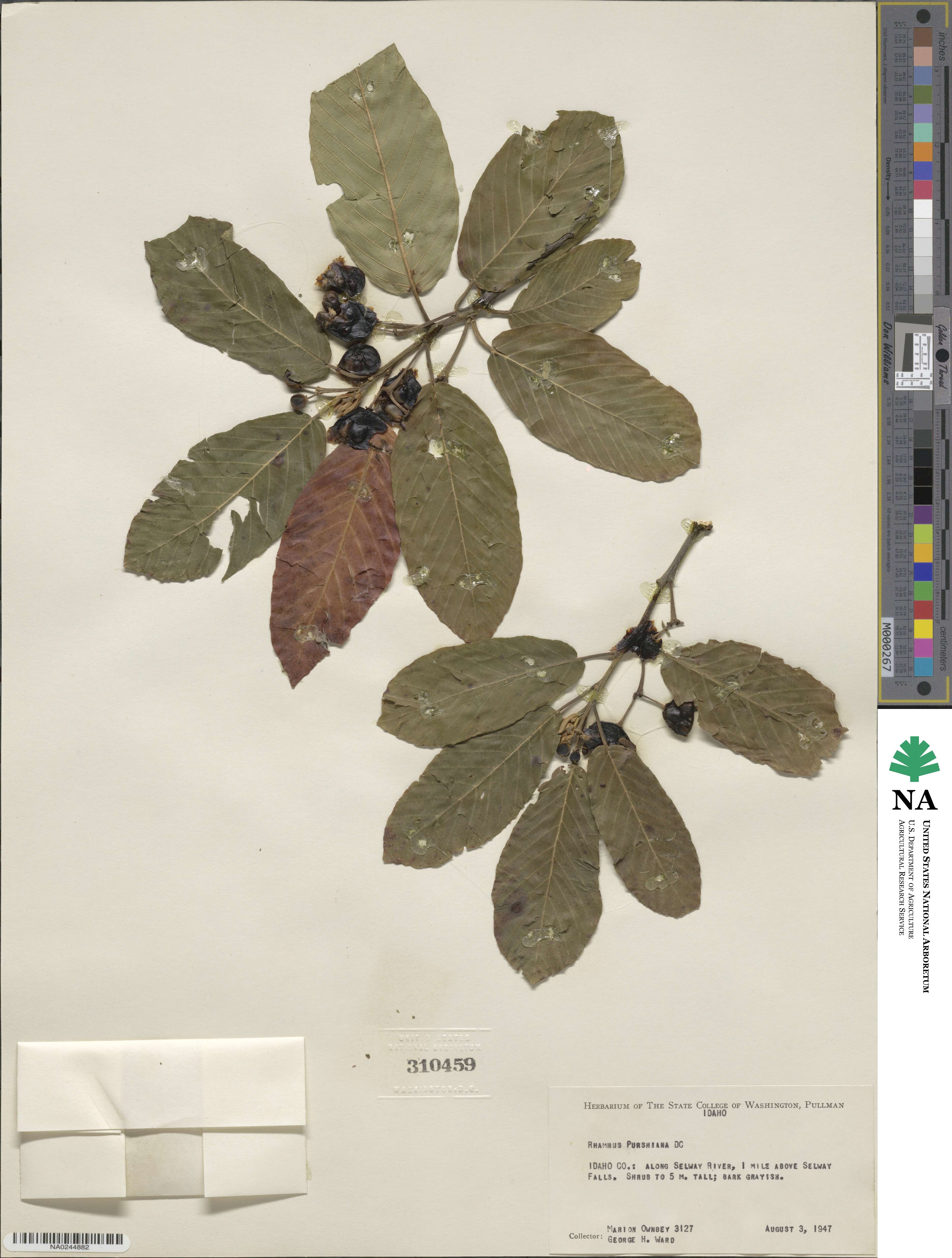 Frangula purshiana subsp. purshiana image