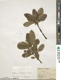 Frangula purshiana image