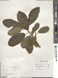 Frangula purshiana image