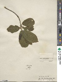 Frangula purshiana image