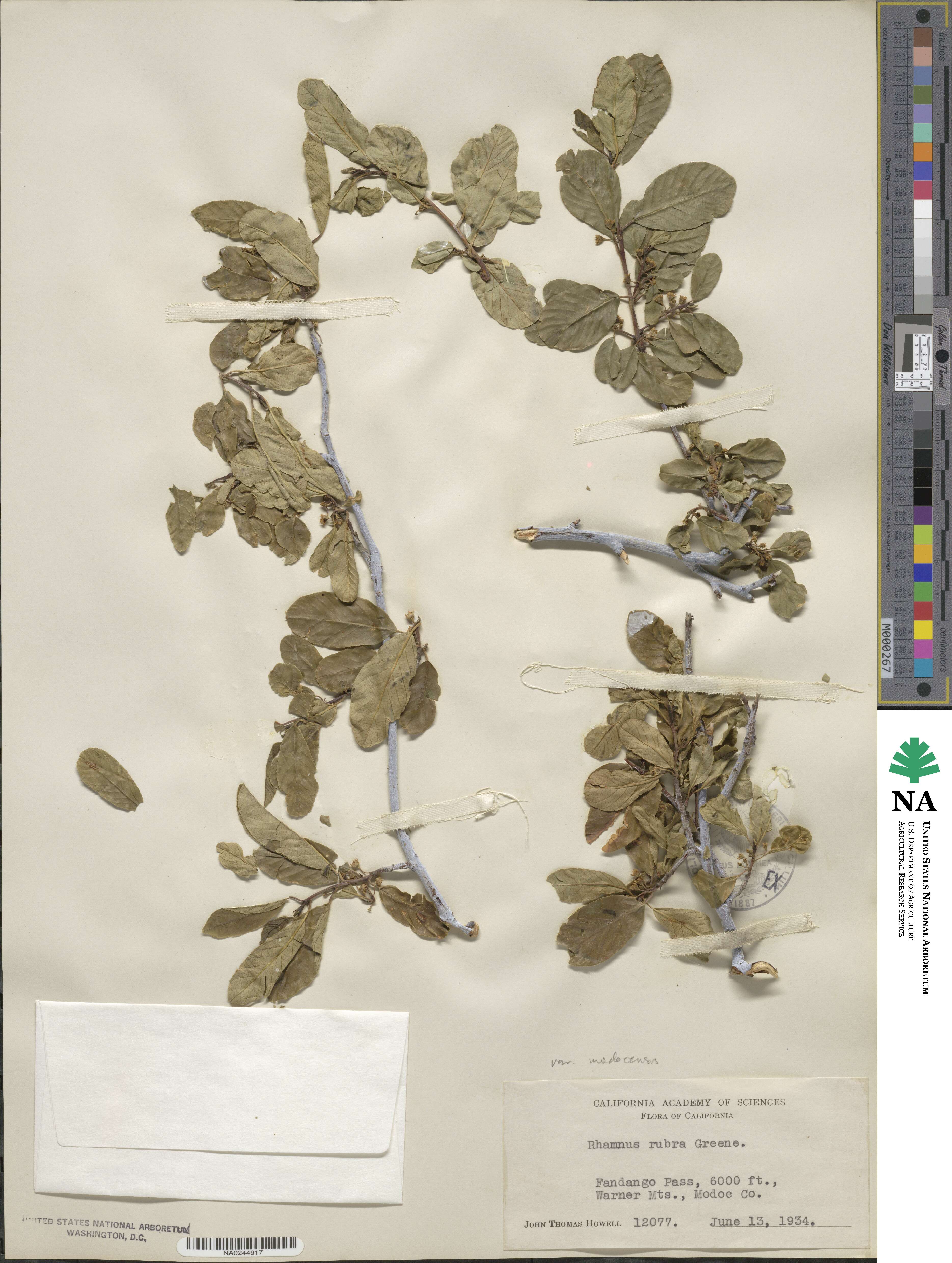 Frangula rubra subsp. rubra image
