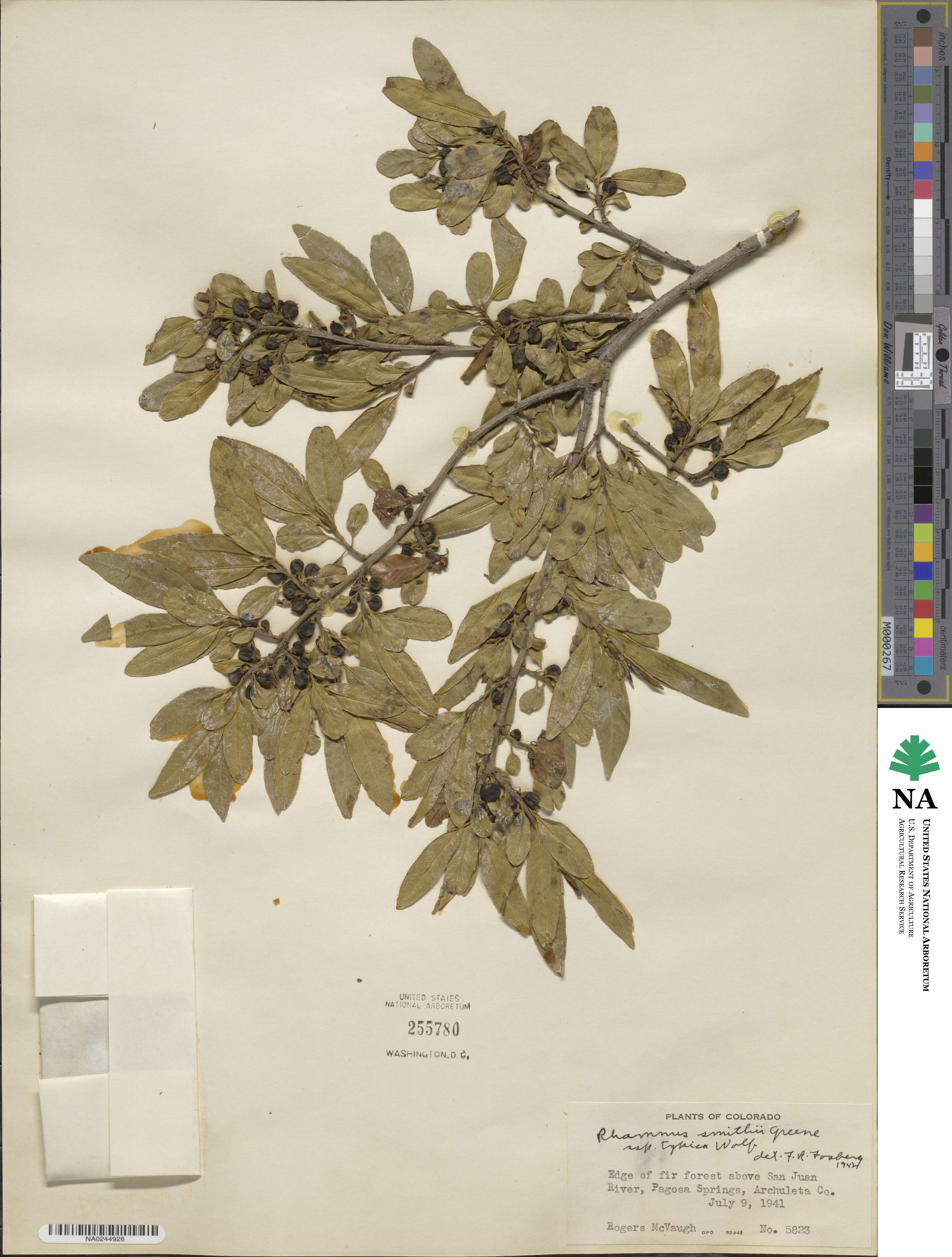 Endotropis smithii image