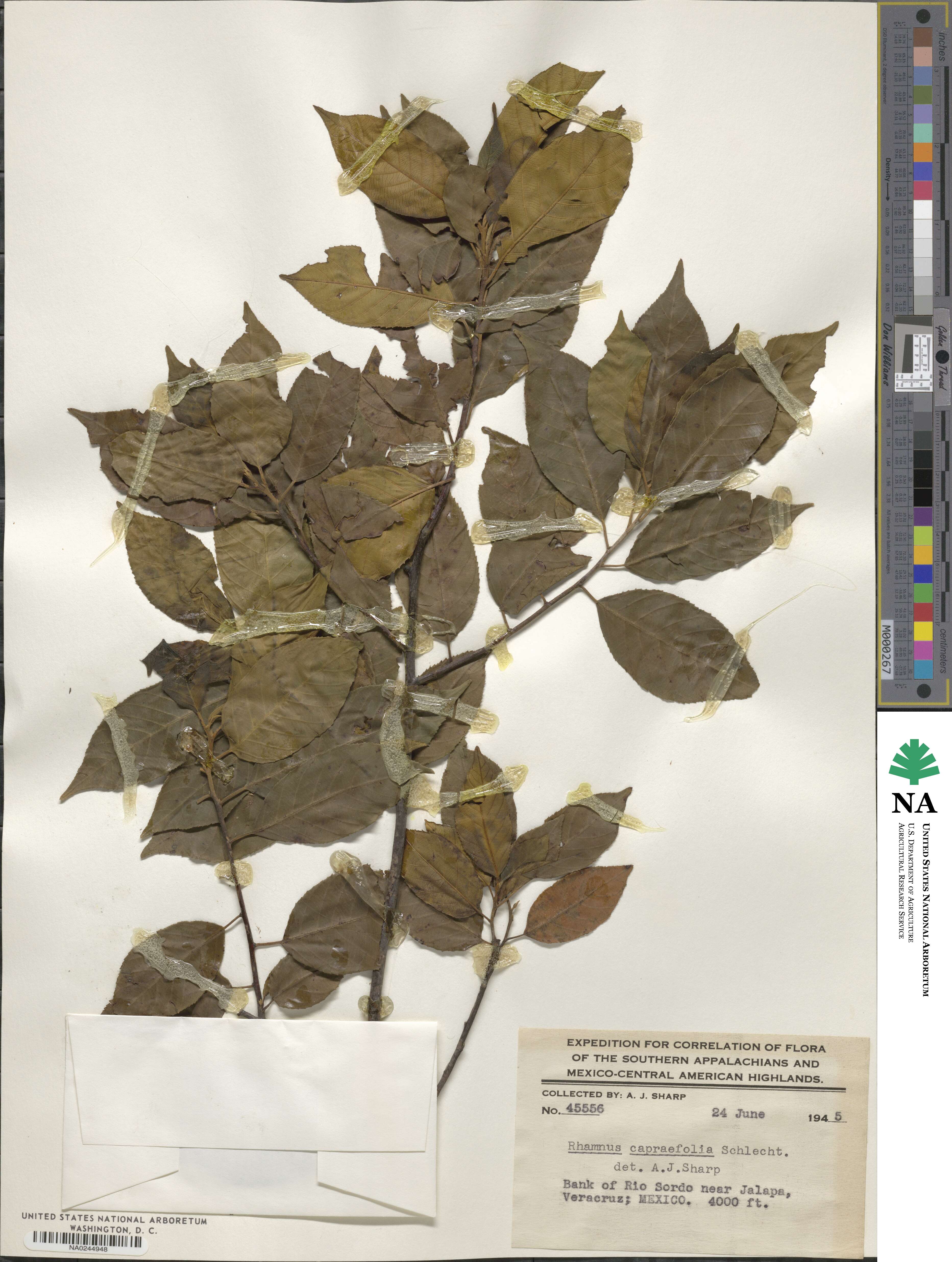 Rhamnus capraeifolia image