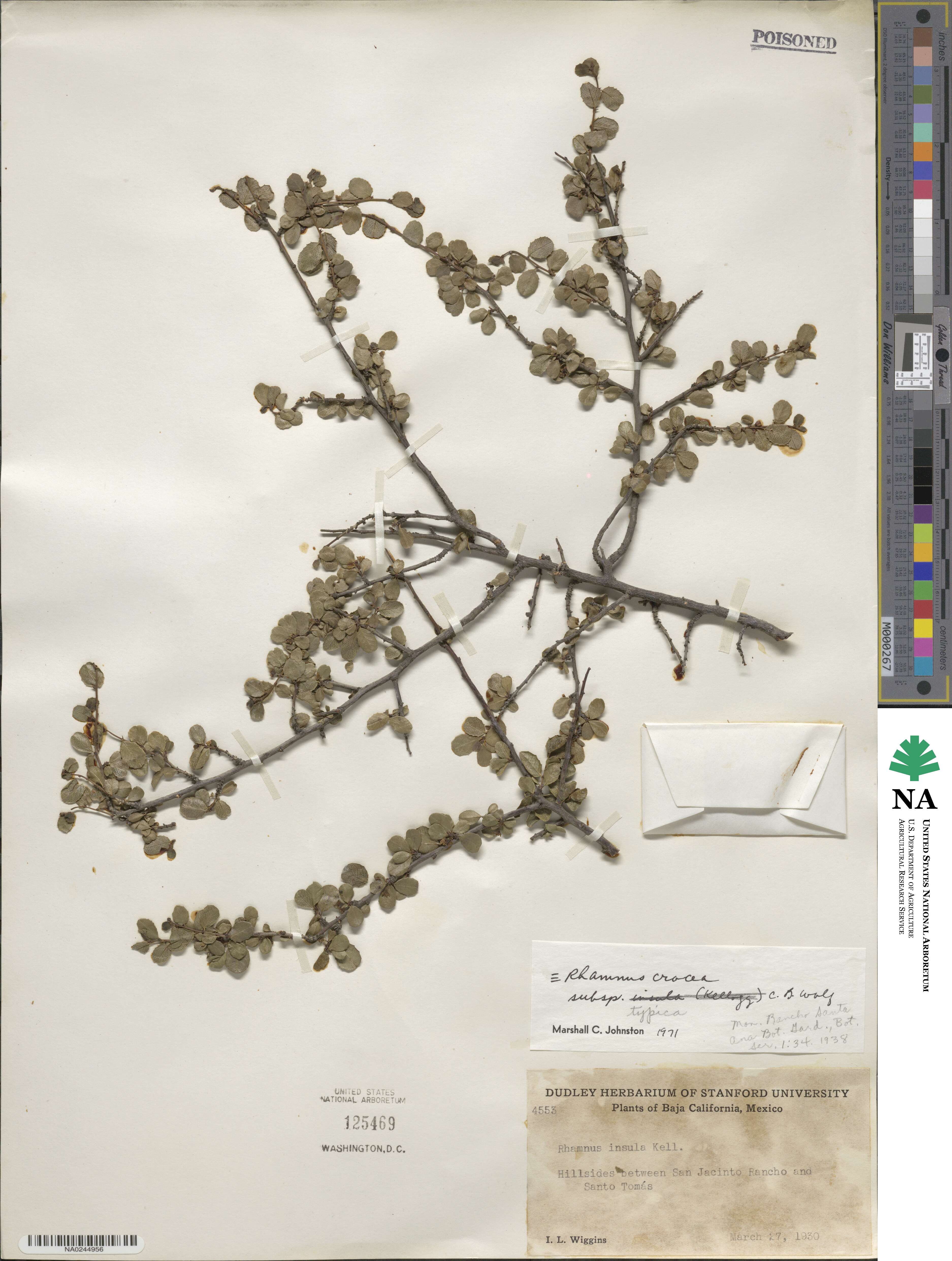 Endotropis crocea subsp. crocea image
