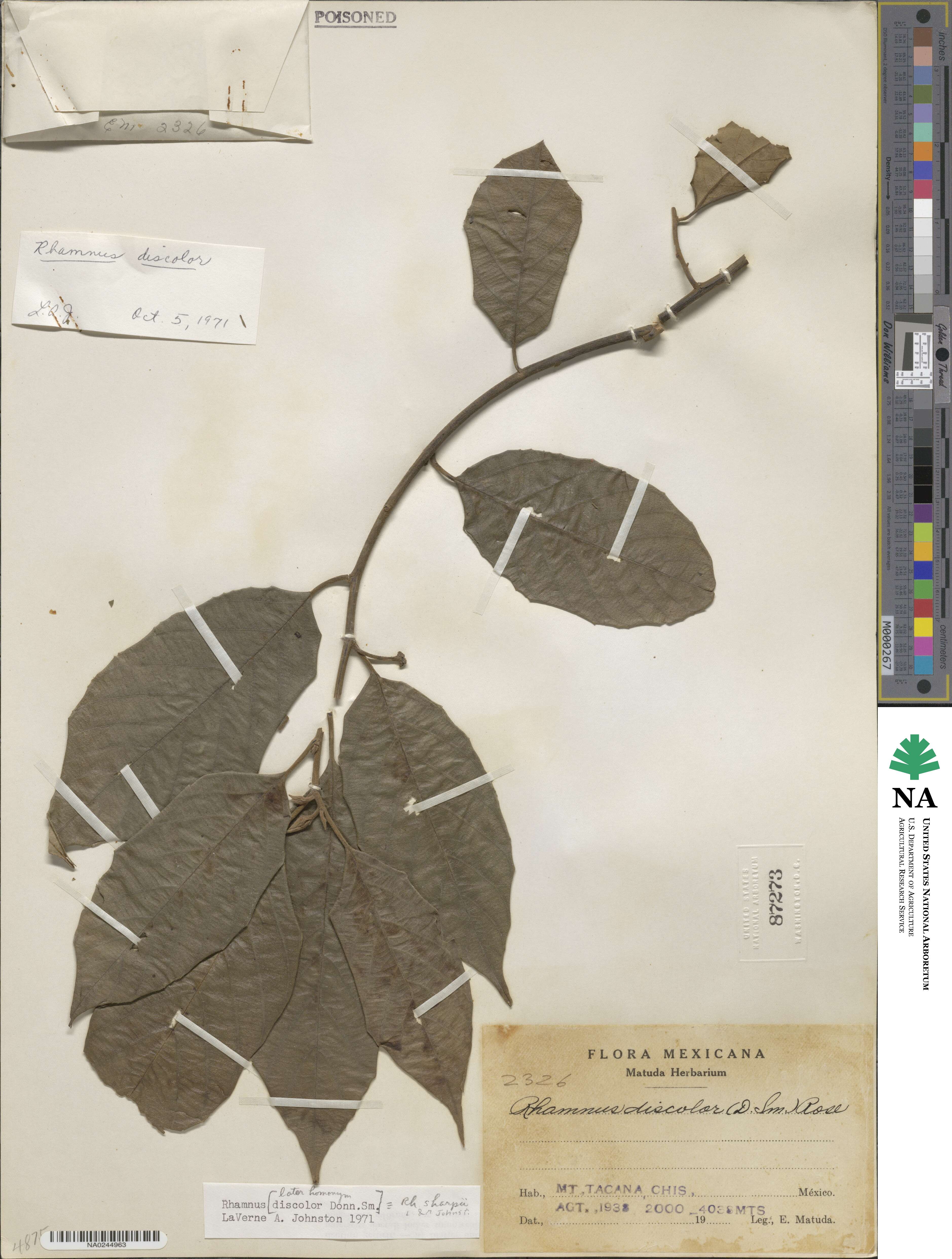 Frangula discolor image