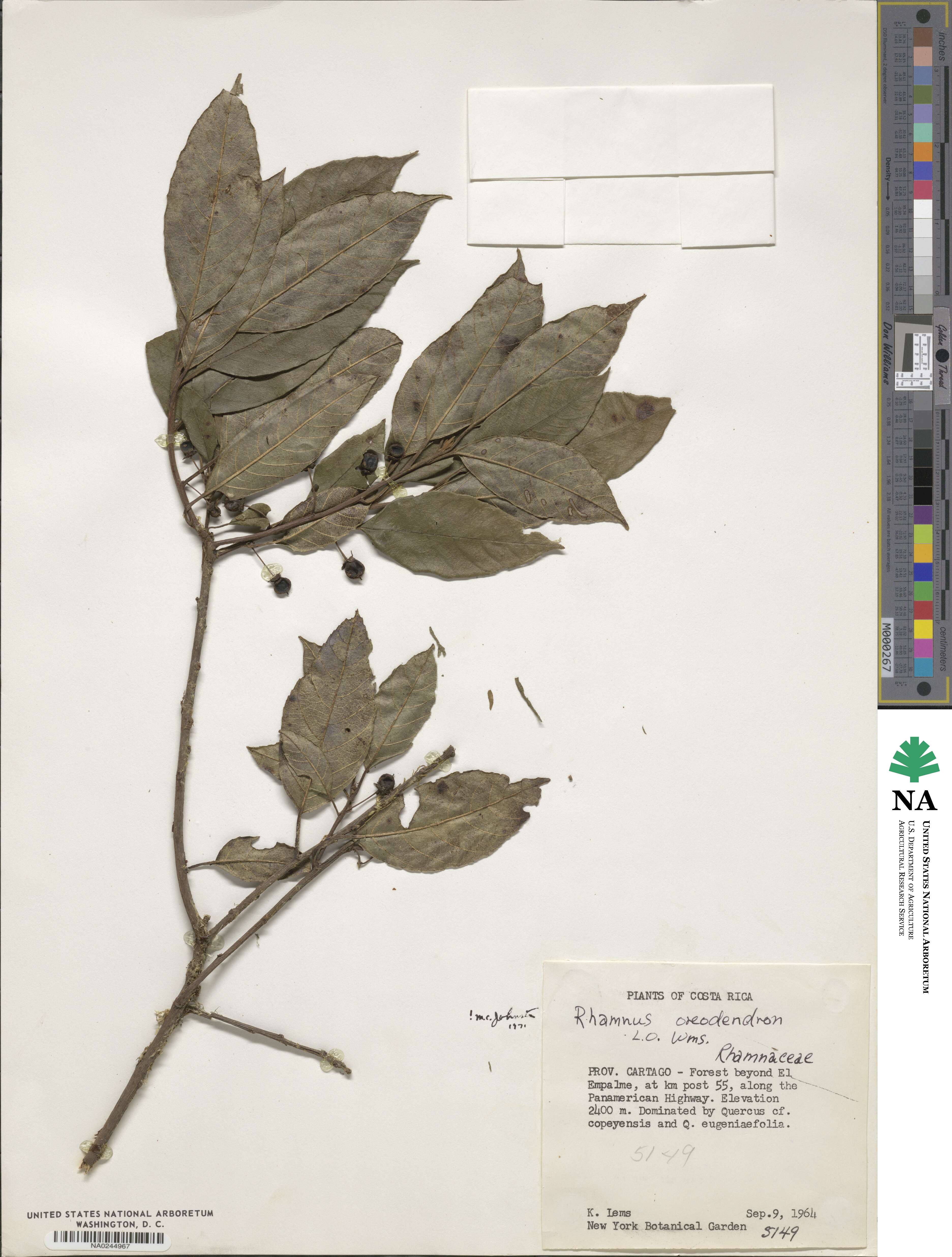 Frangula oreodendron image