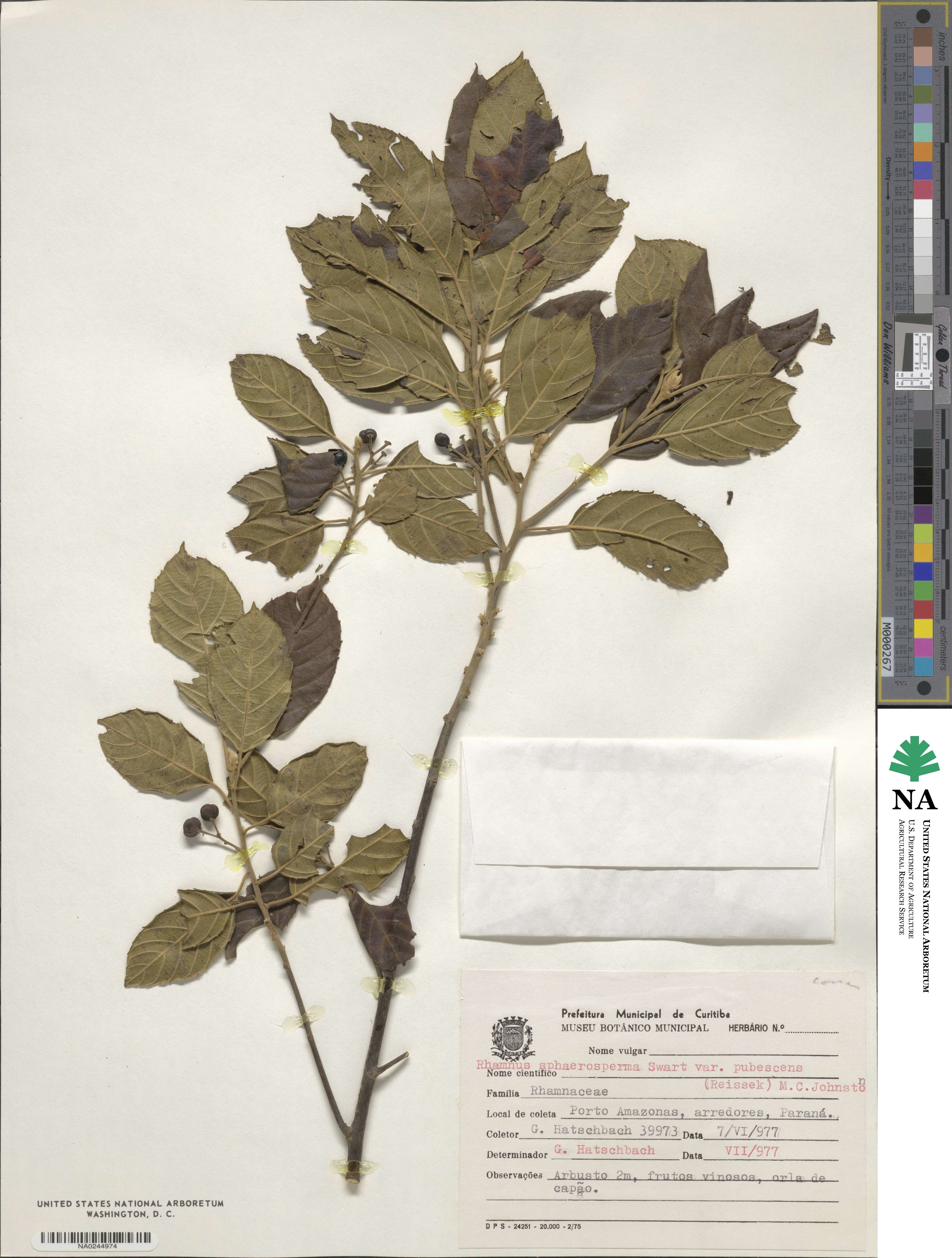 Frangula pubescens image