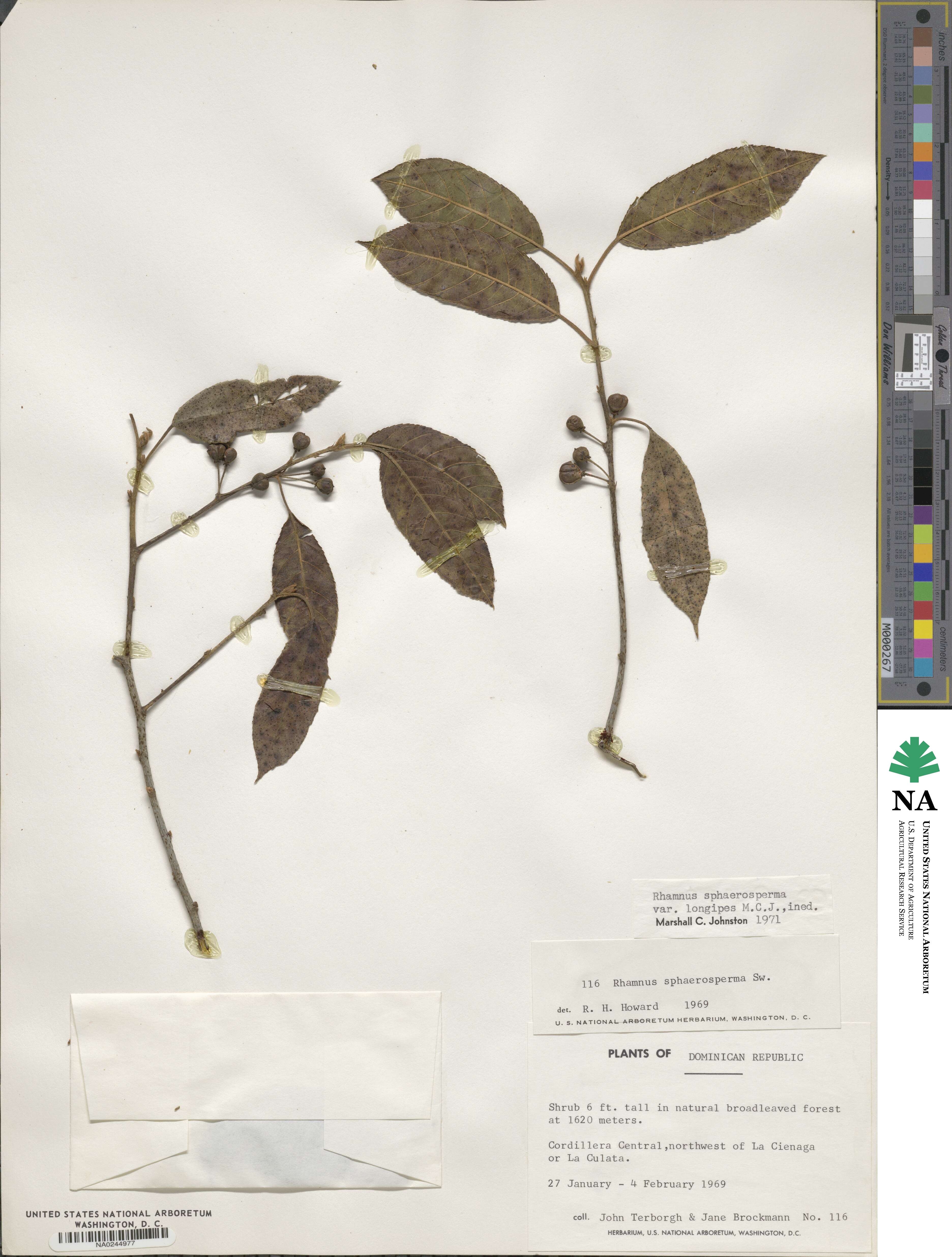 Frangula longipedicellata image