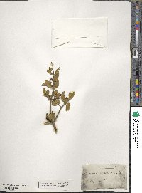 Rhamnus alaternus image