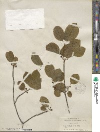 Frangula alnus subsp. alnus image