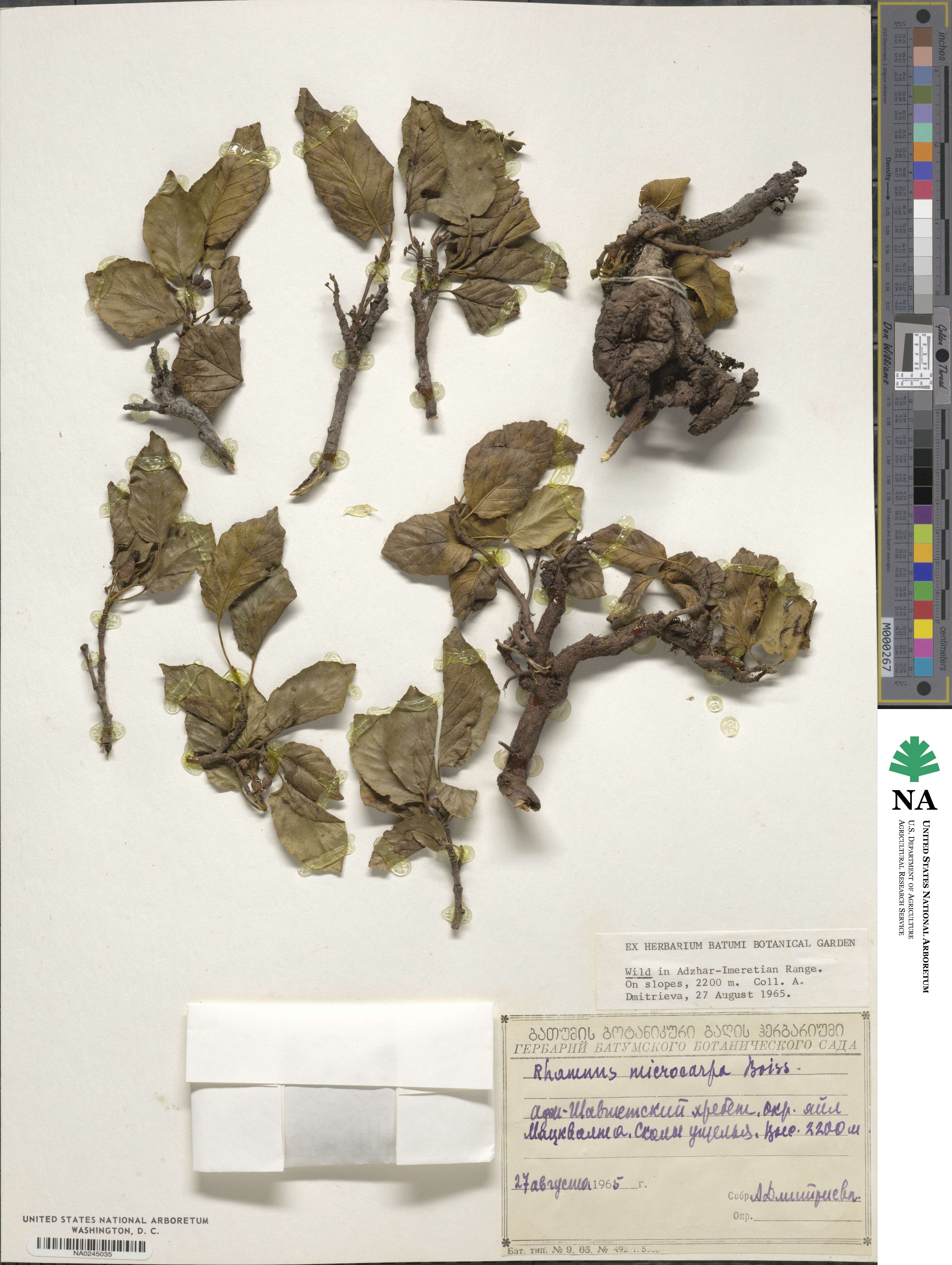 Rhamnus microcarpa image