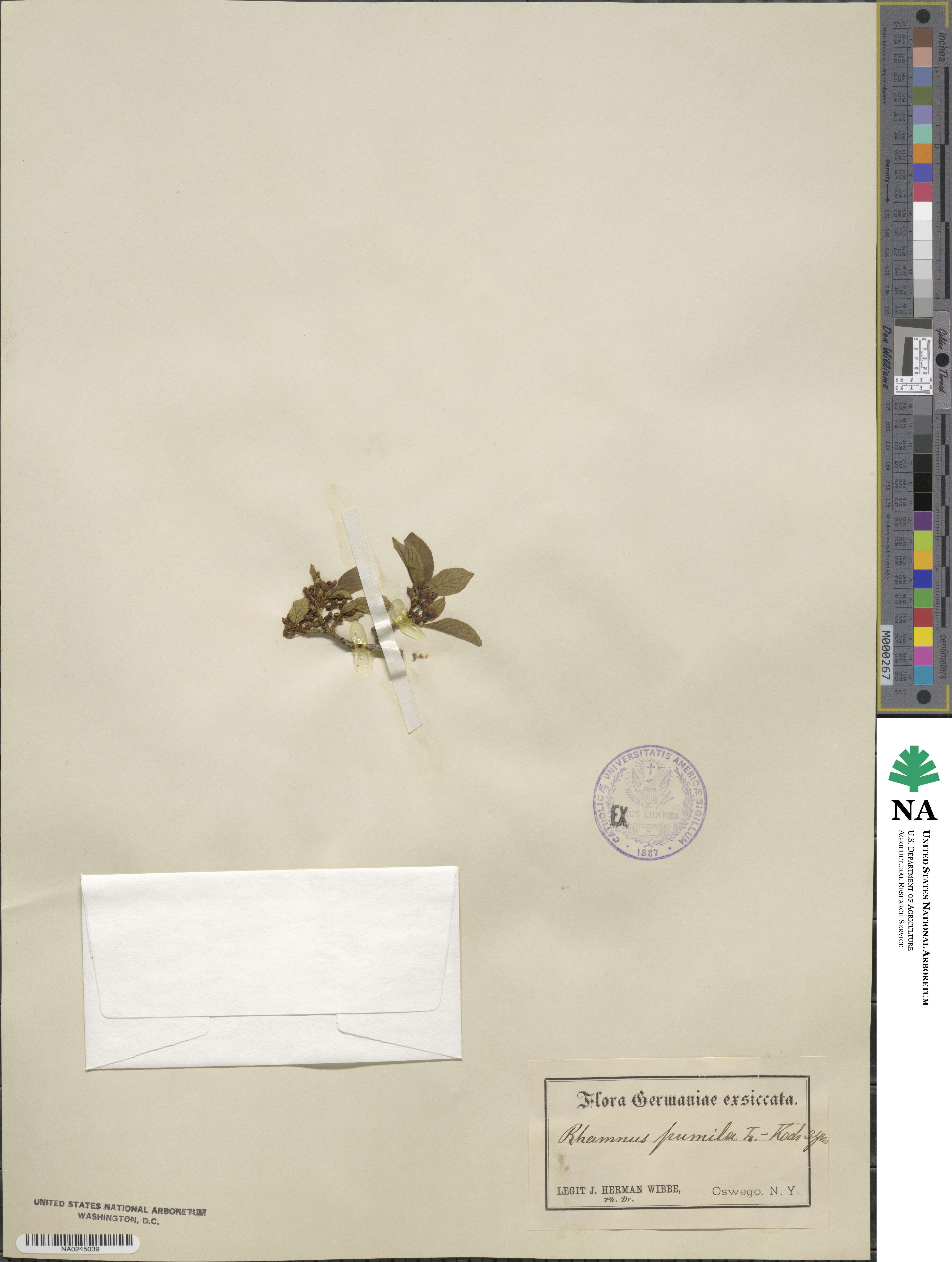 Rhamnus pumila image