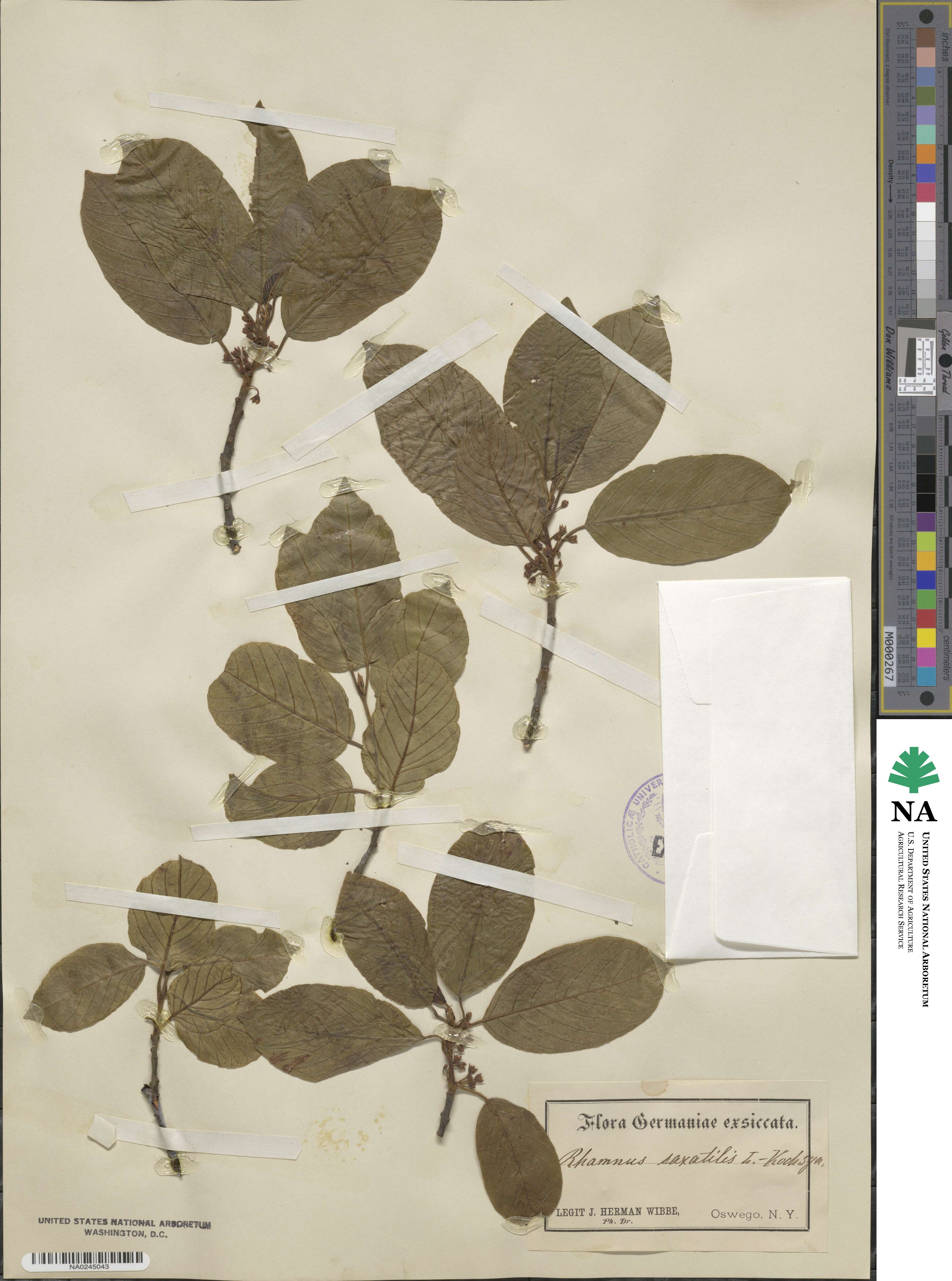 Rhamnus saxatilis image