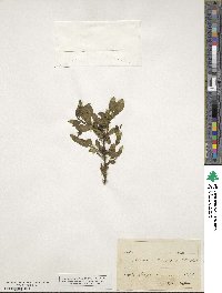 Rhamnus tinctoria image