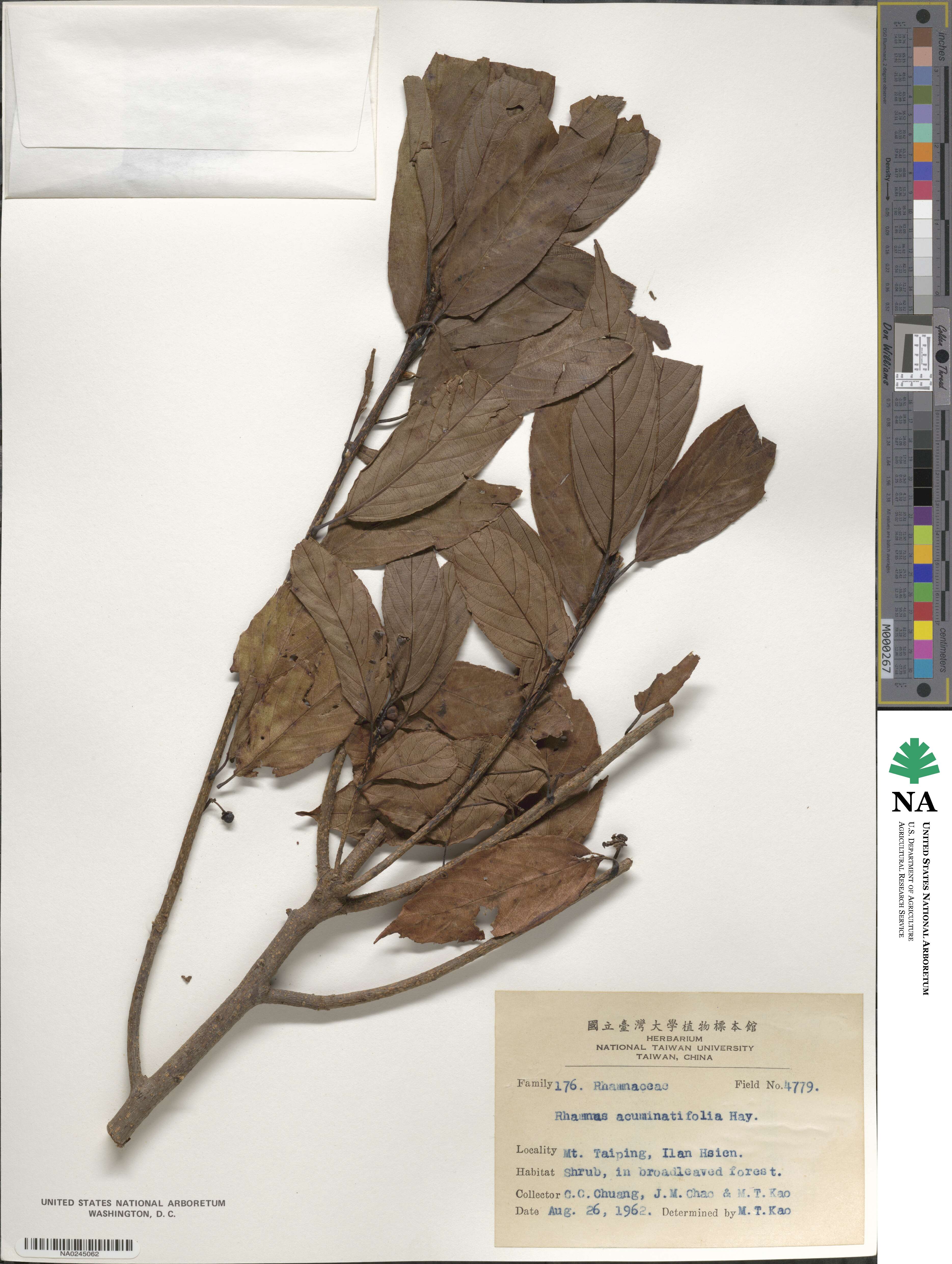 Frangula crenata image