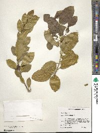 Rhamnus alaternus image