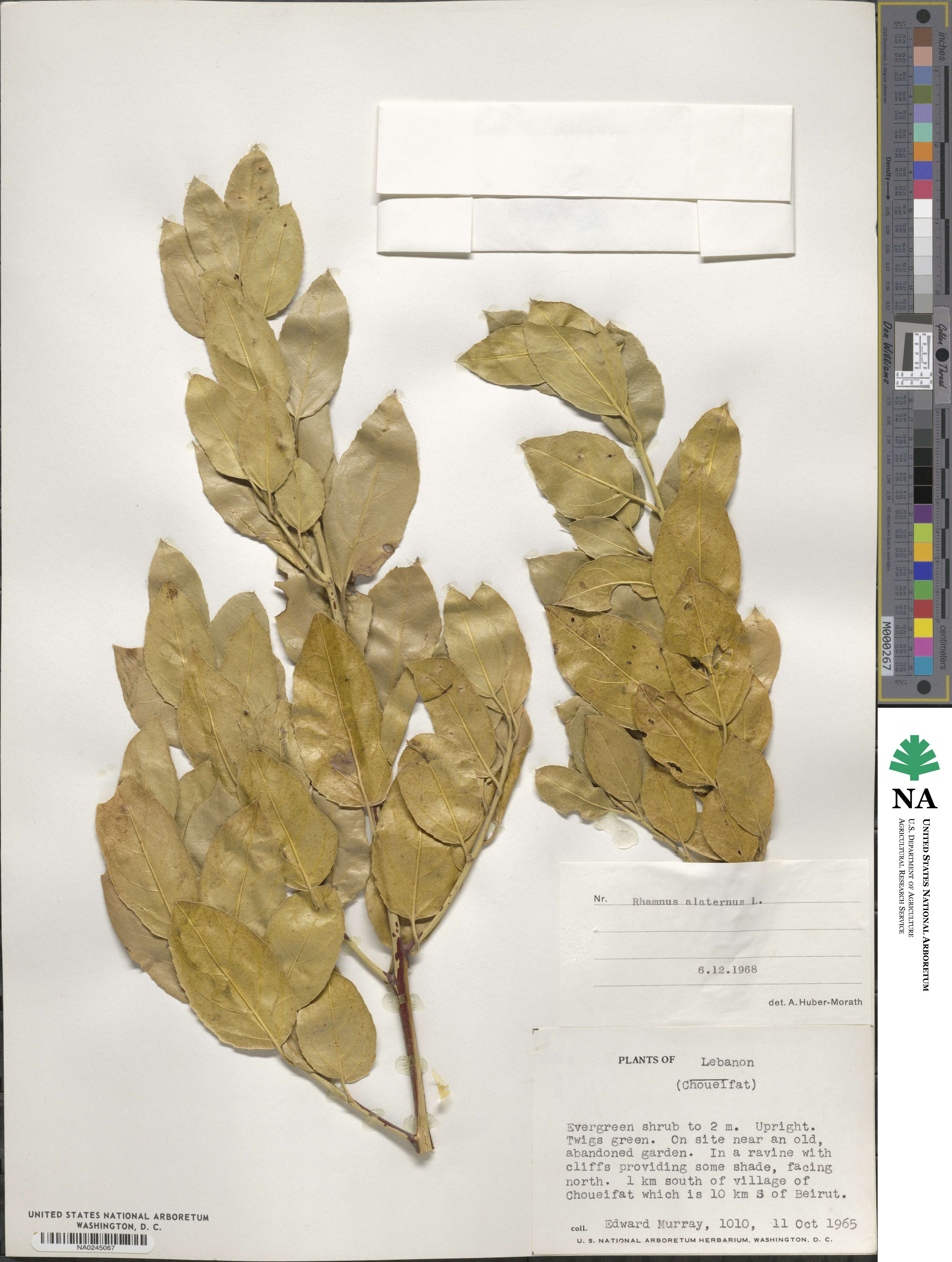 Rhamnus alaternus image