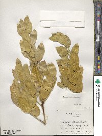 Rhamnus alaternus image