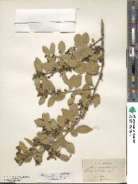 Rhamnus alaternus image