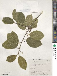 Frangula alnus subsp. alnus image