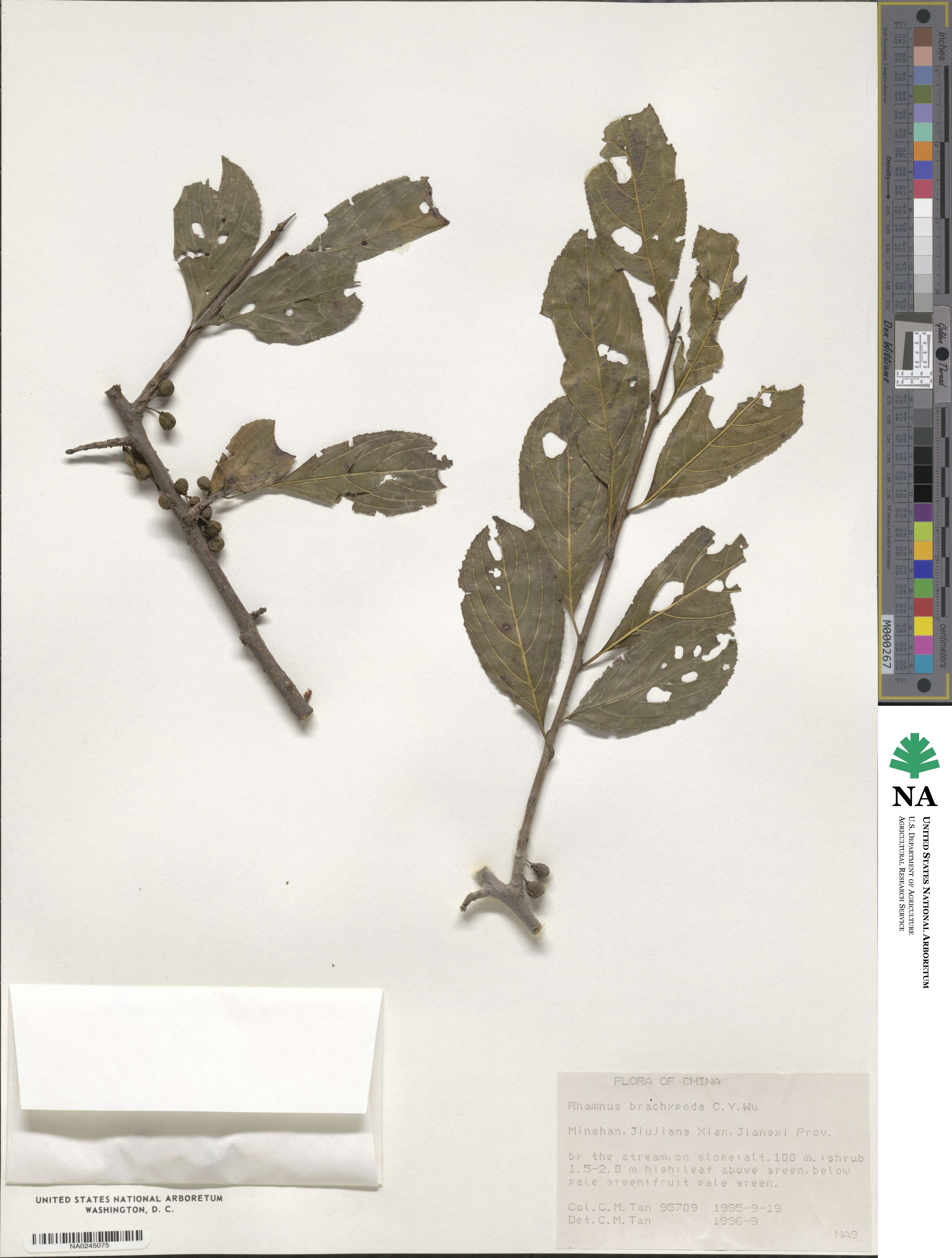 Rhamnus brachypoda image