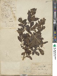 Rhamnus crenata image