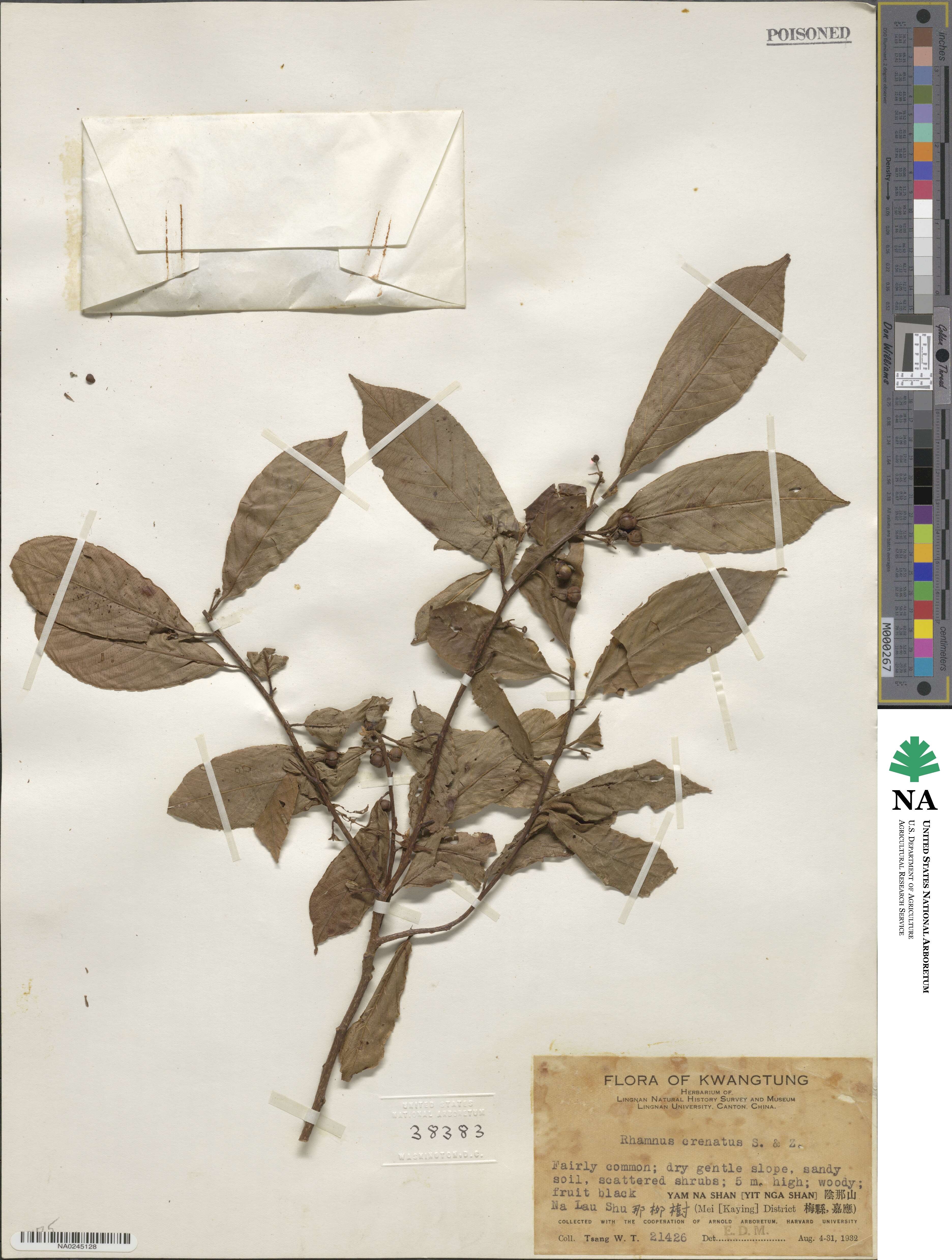 Rhamnus crenata image