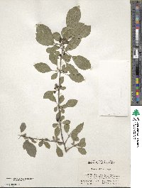 Rhamnus globosa image
