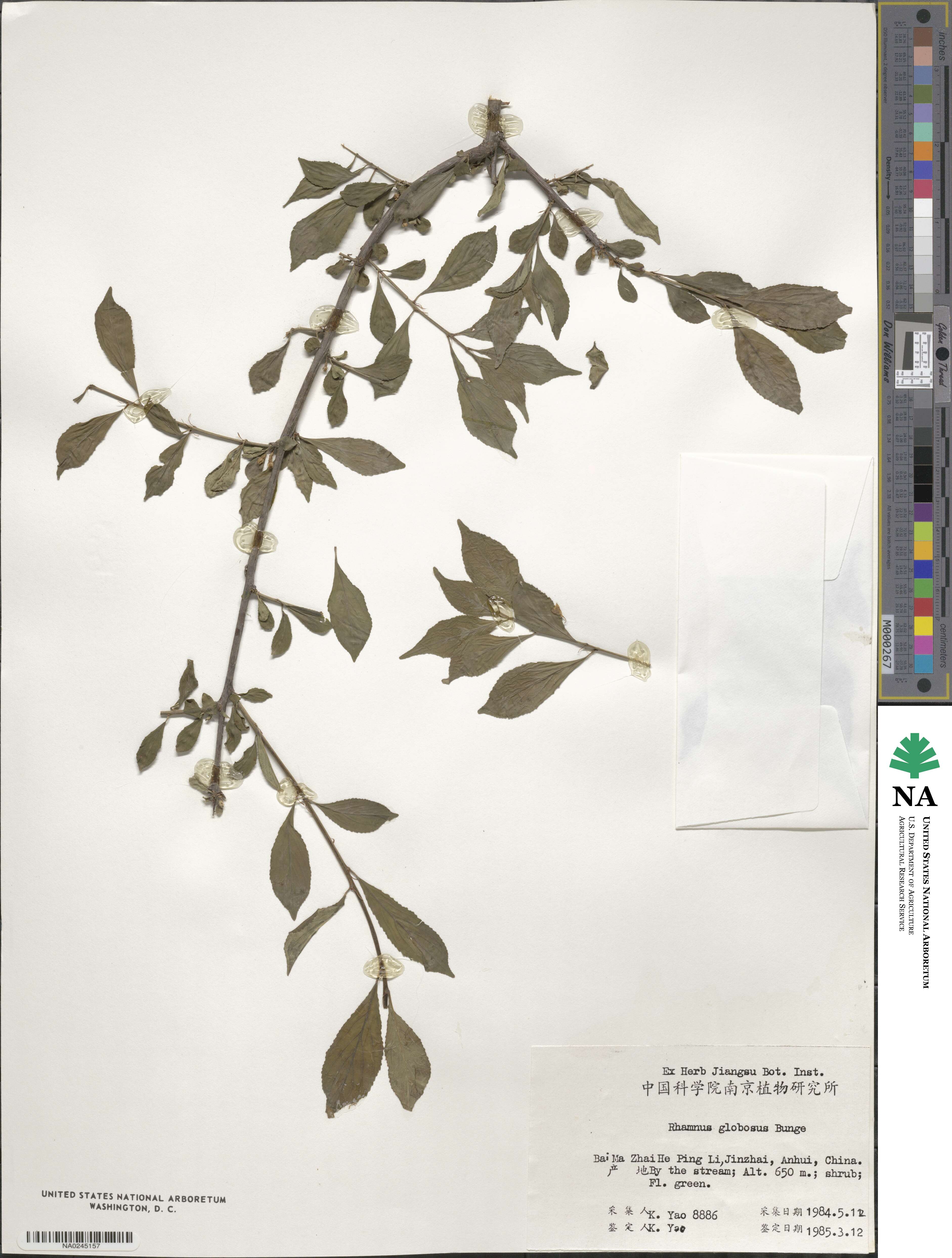 Rhamnus globosa image