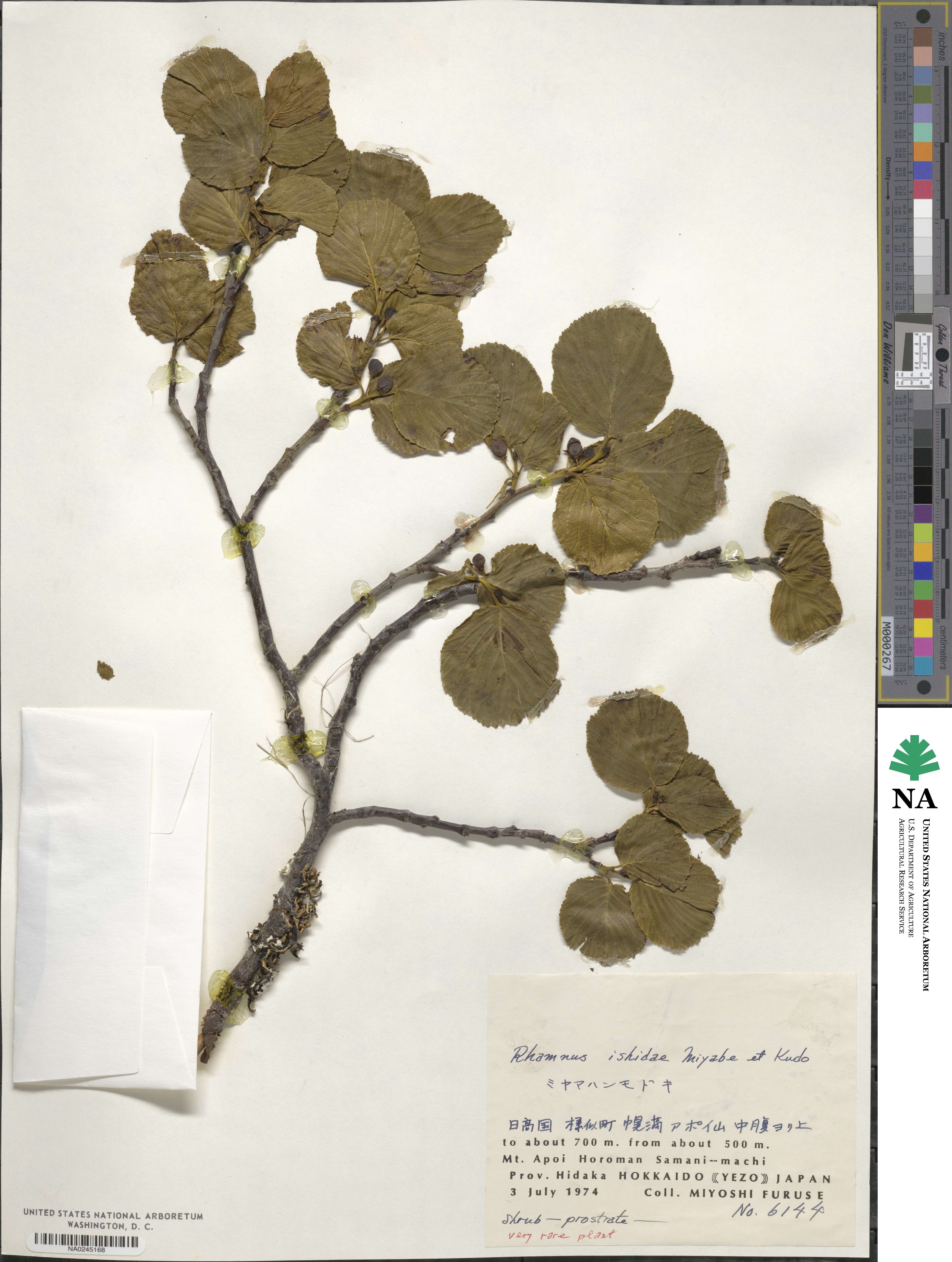 Rhamnus ishidae image