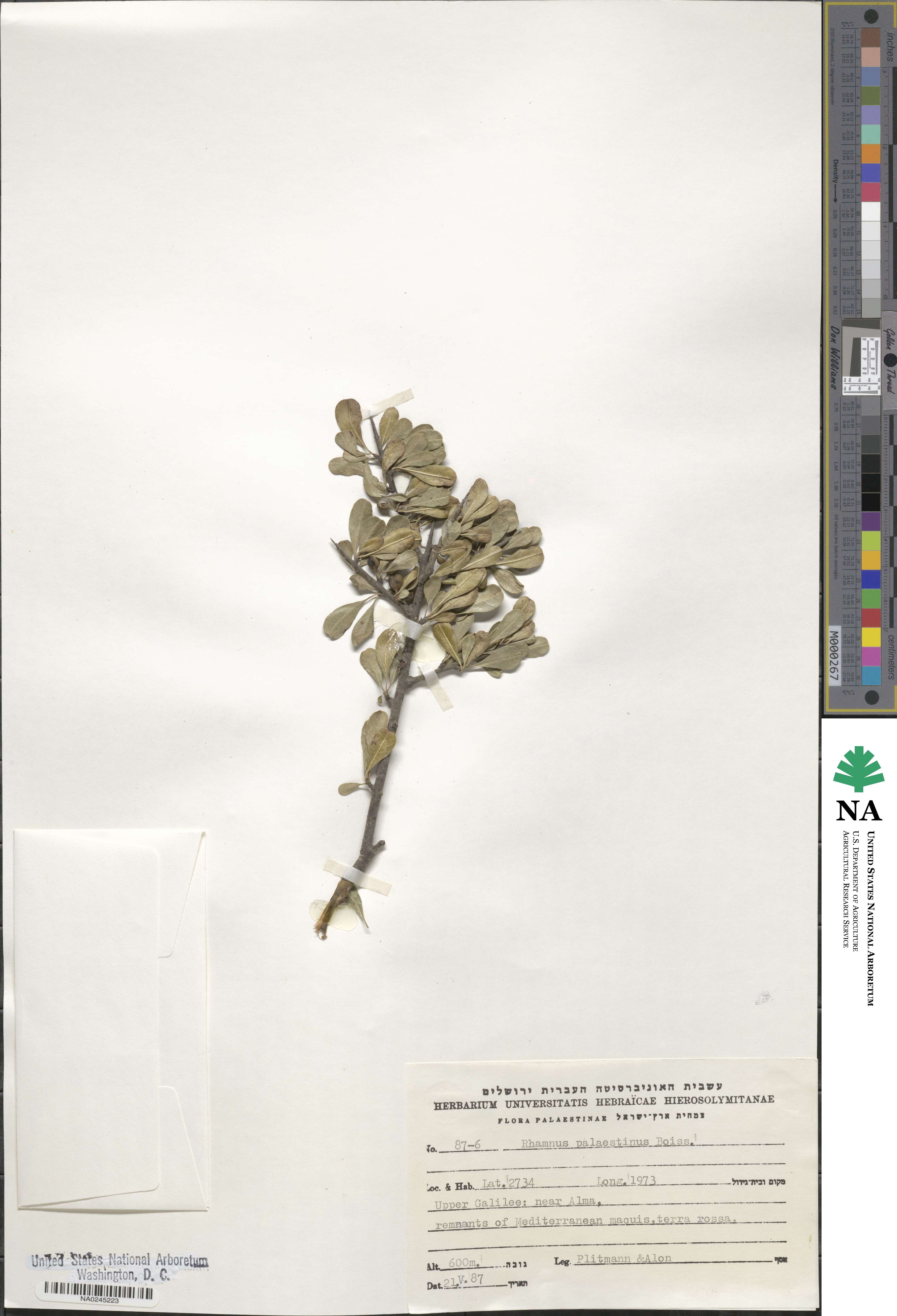 Rhamnus lycioides subsp. graeca image