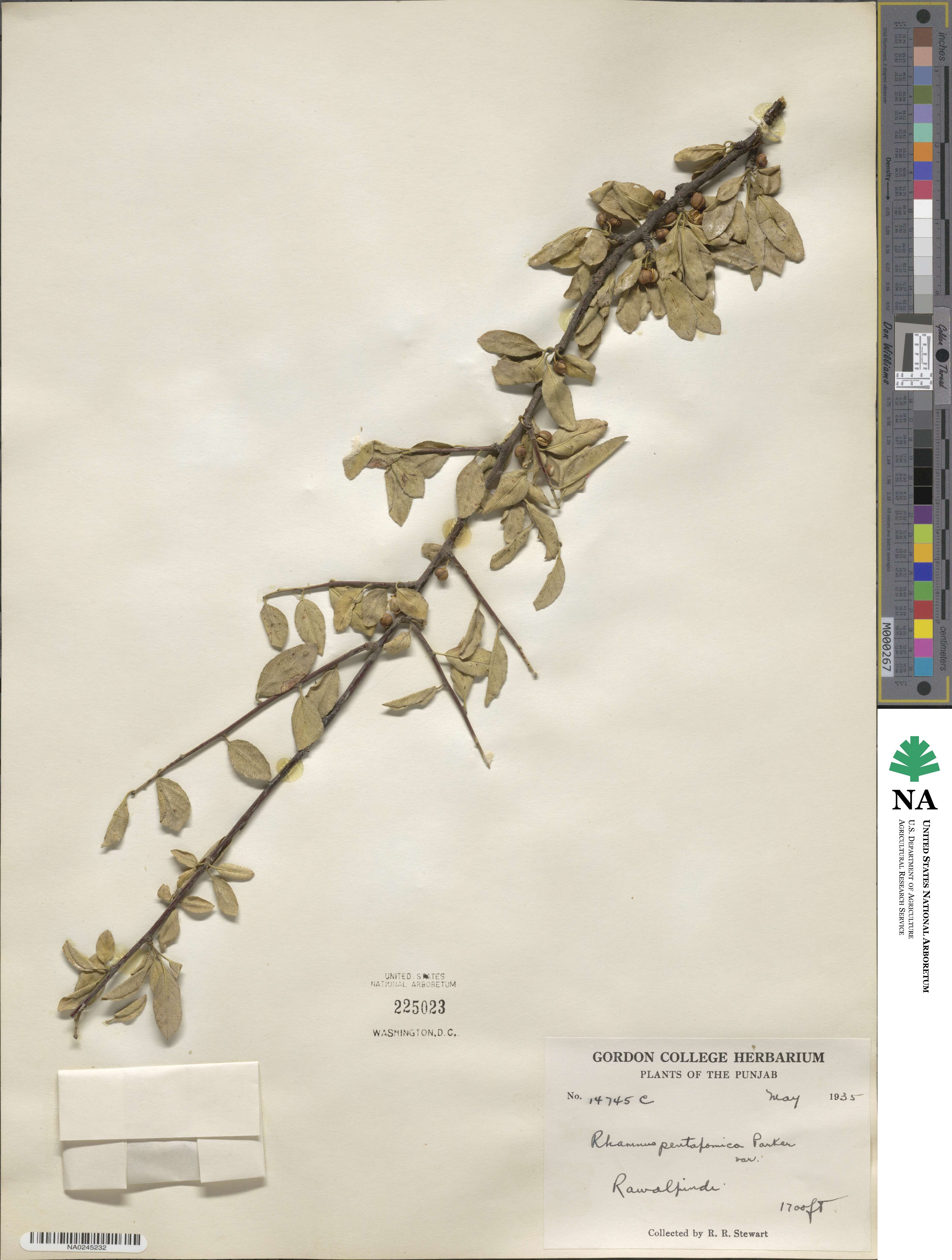 Rhamnus pentapomica image