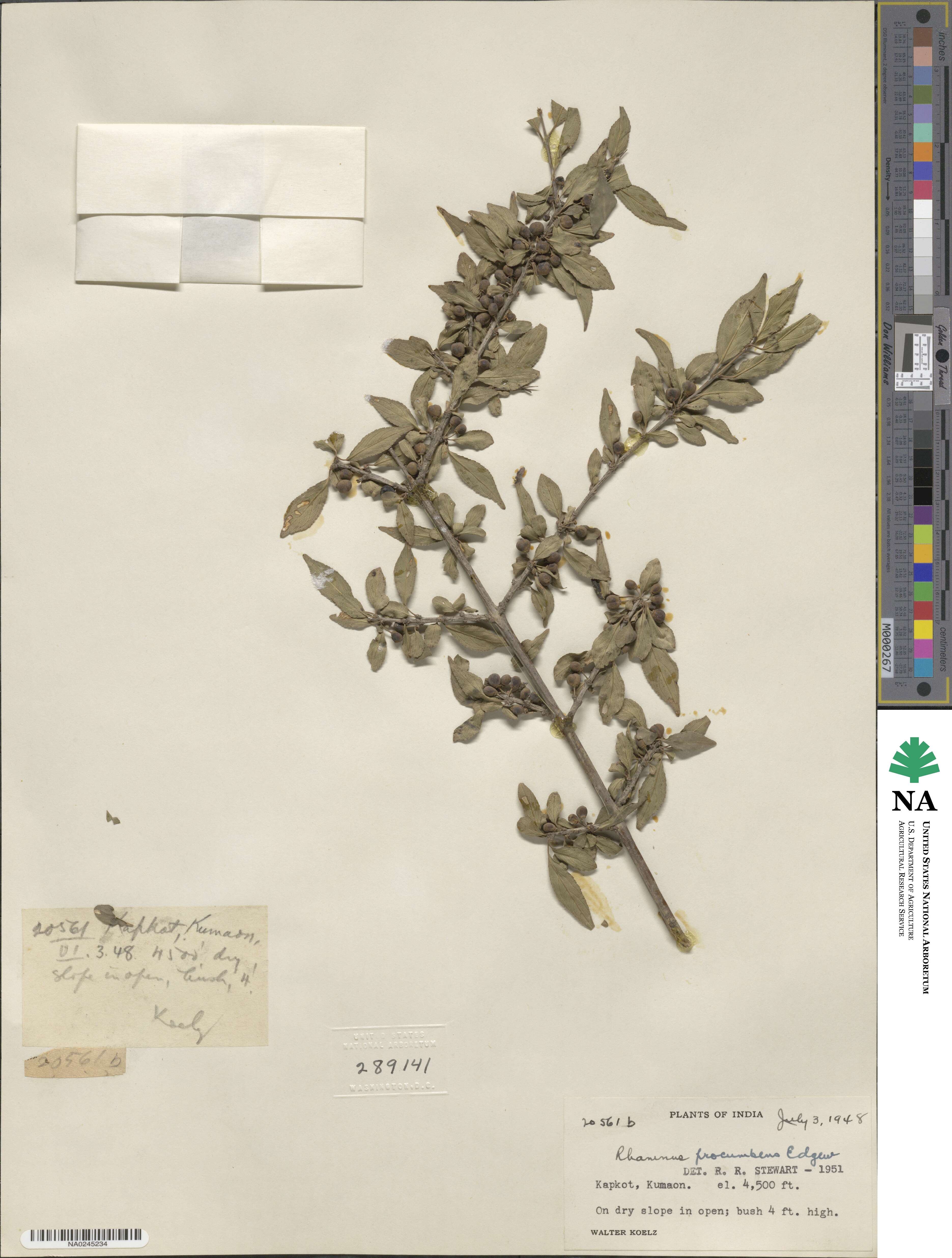 Rhamnus procumbens image