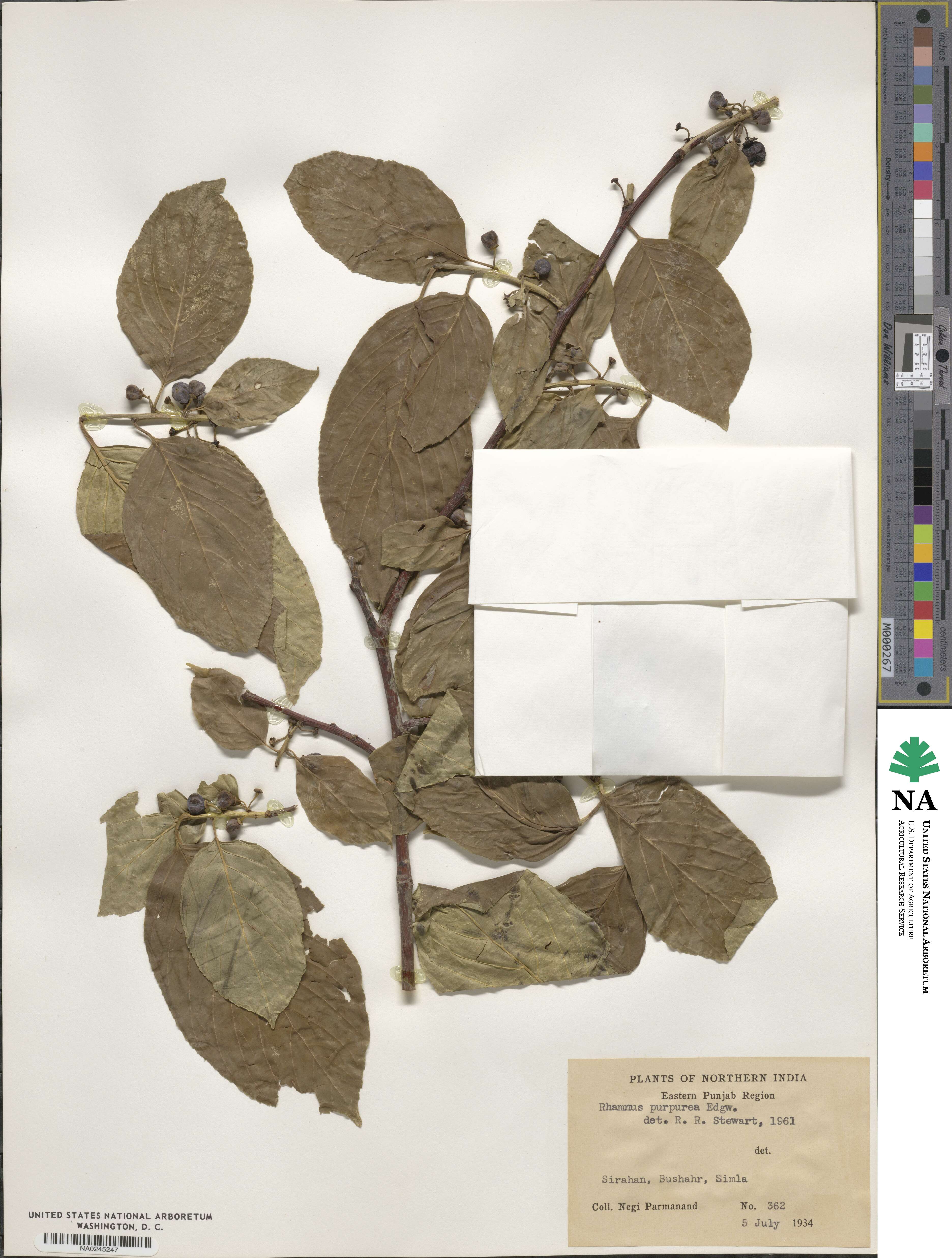 Rhamnus purpurea image