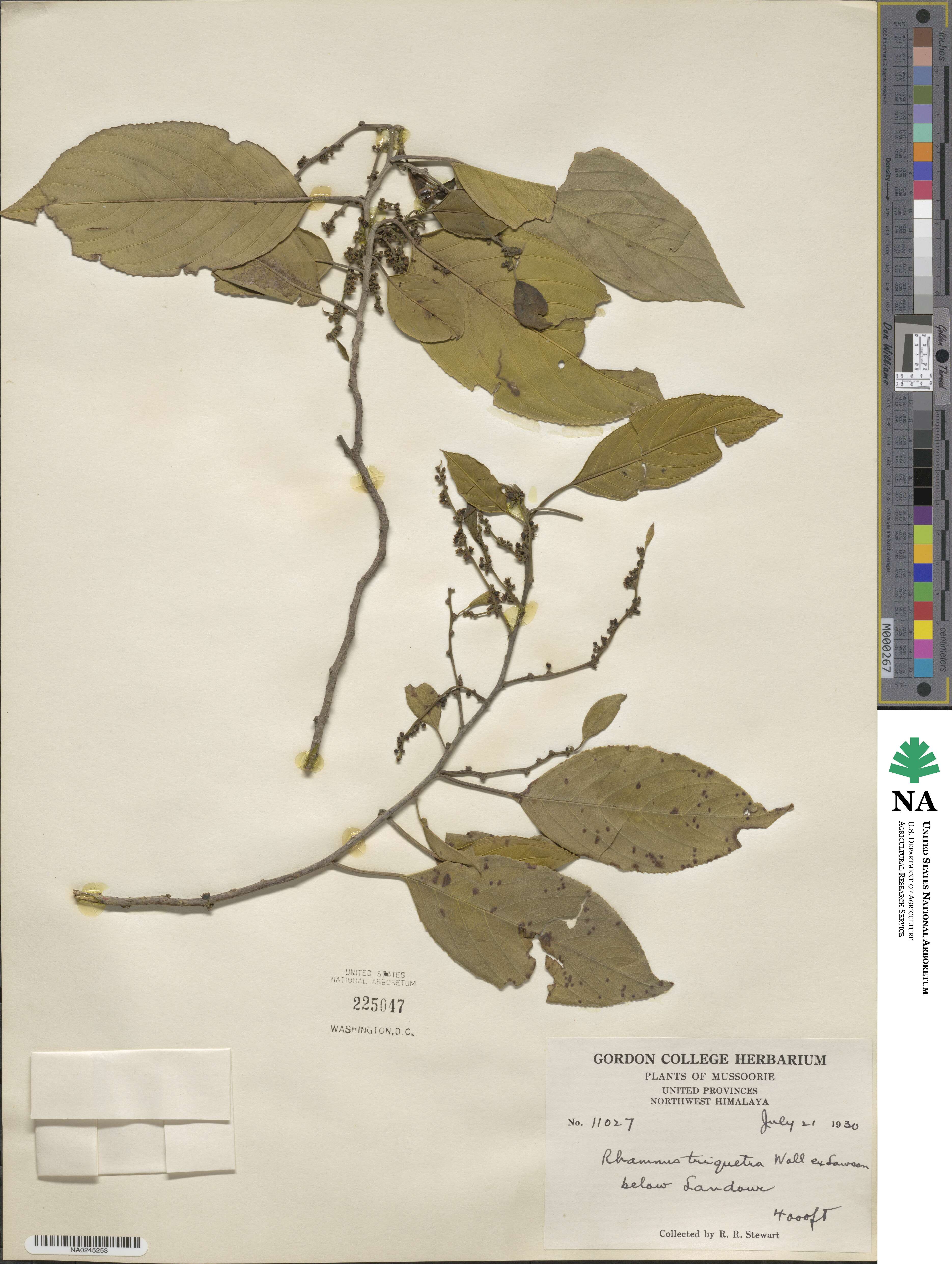 Rhamnus triquetra image