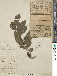 Rhamnus virgata image
