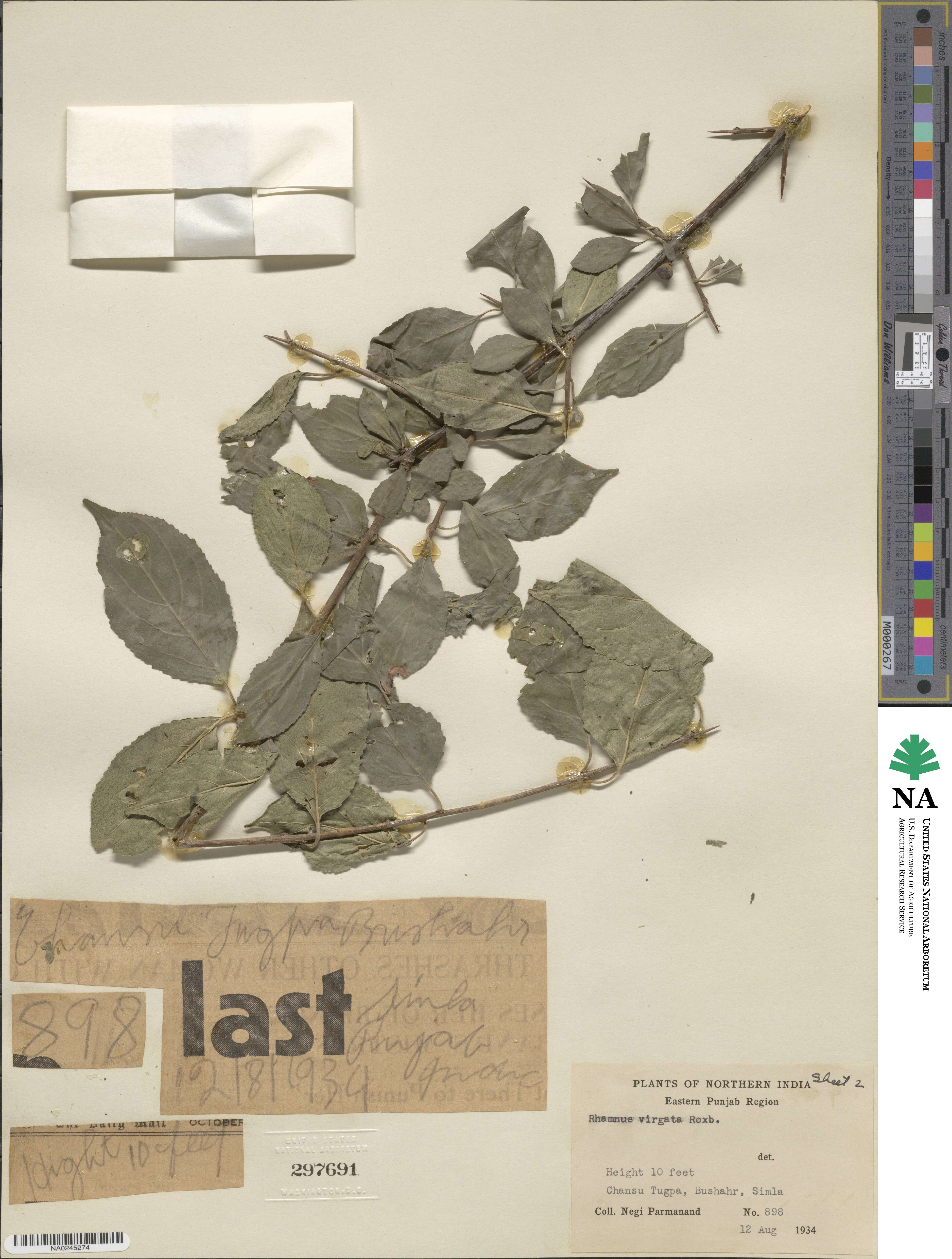 Rhamnus virgata image